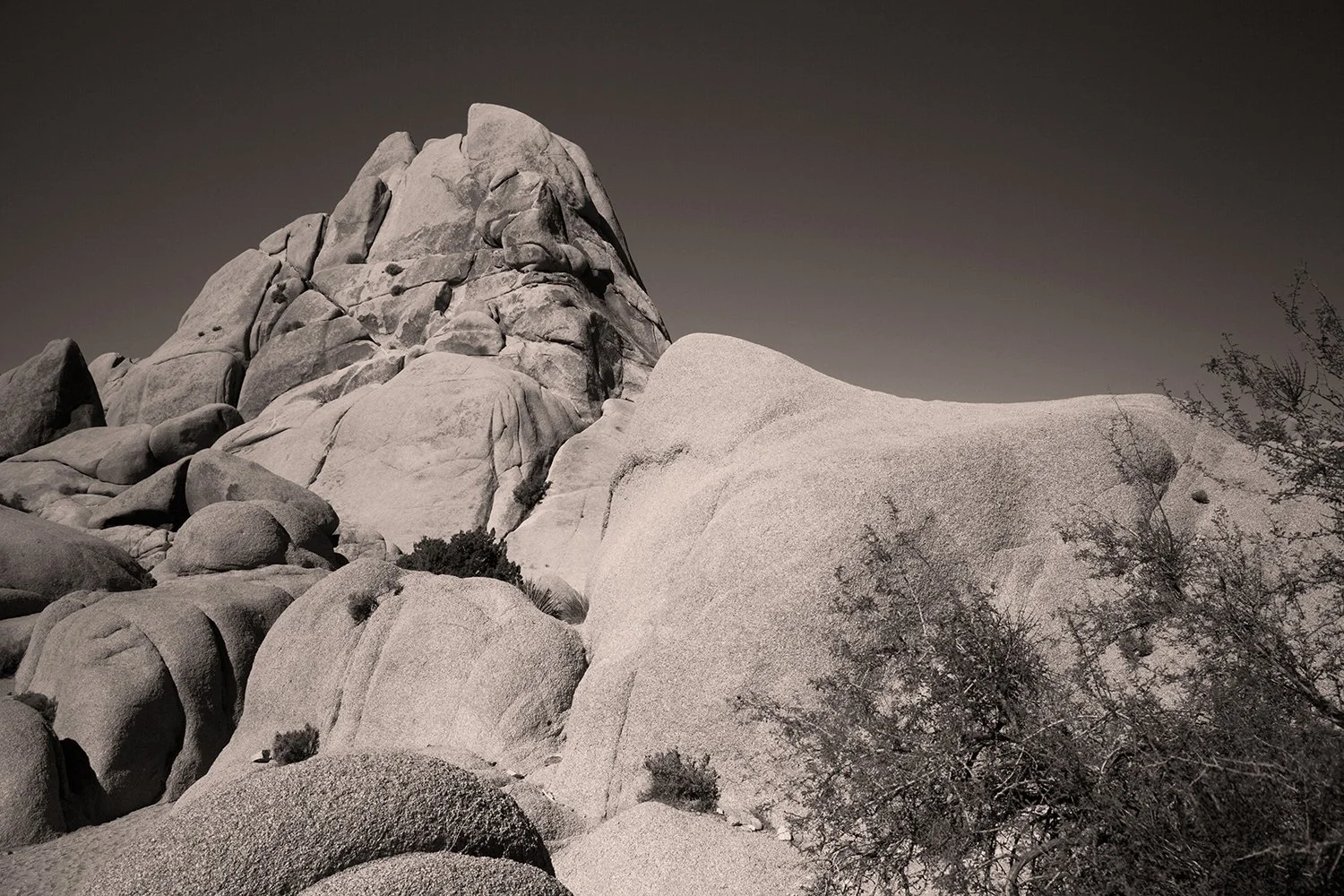 Joshua Tree_Sepia_04_copy.jpg