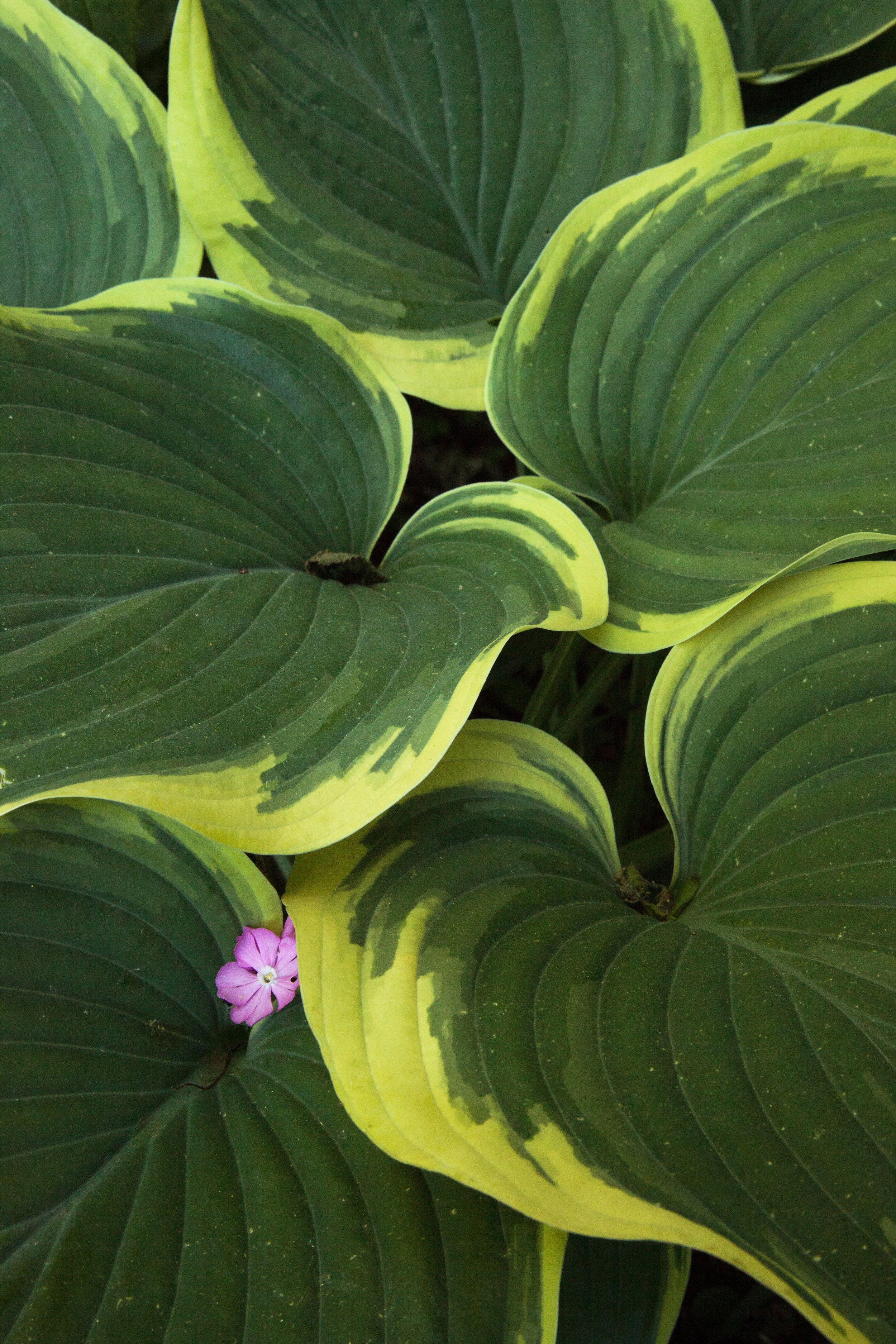 Hostas_01_2x3 copy.jpg