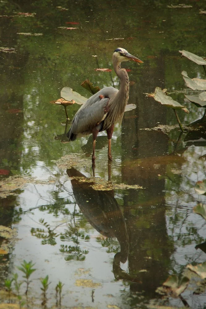 Great Blue Heron_02_copy copy.jpg