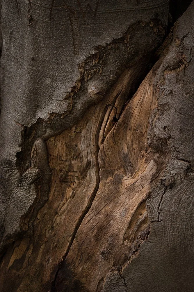 Frayed Tree Bark_copy.jpg