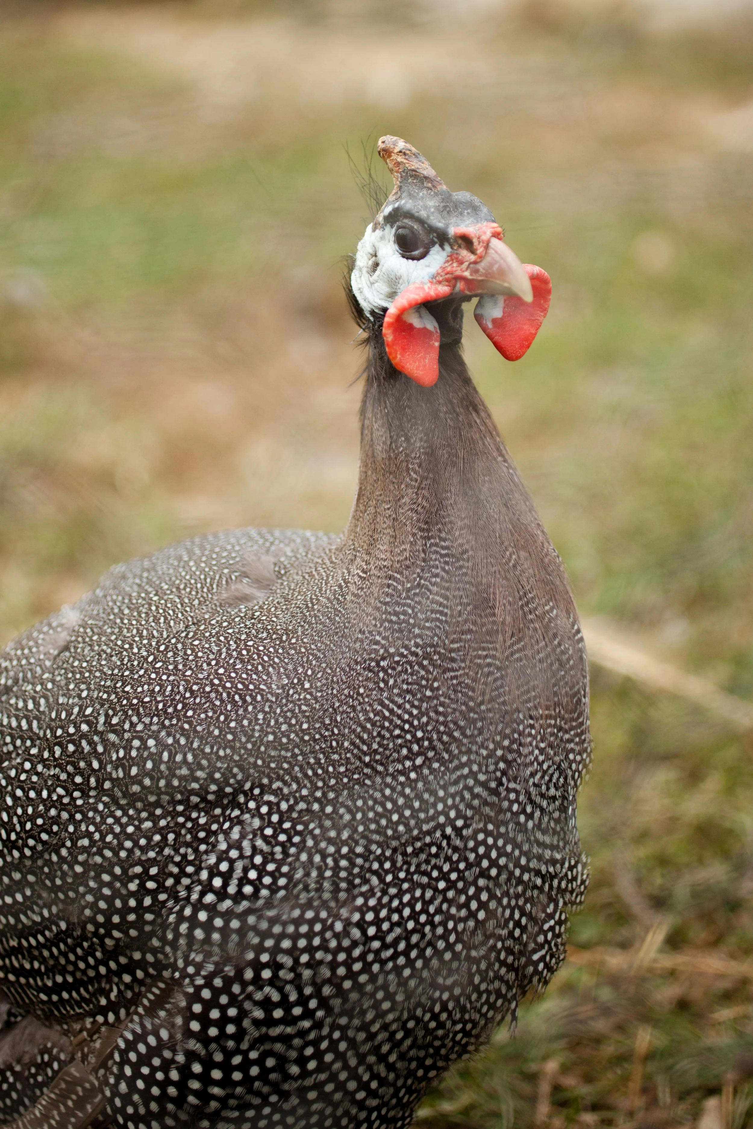 Guineafowl 02_2x3 copy.jpg
