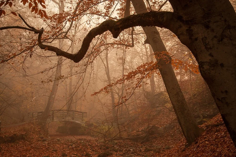 Glen Echo Fog 3_copy.jpg