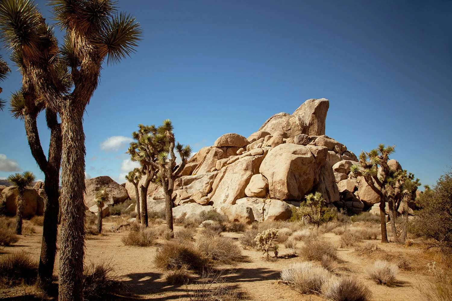 Joshua Tree_03 copy.jpg