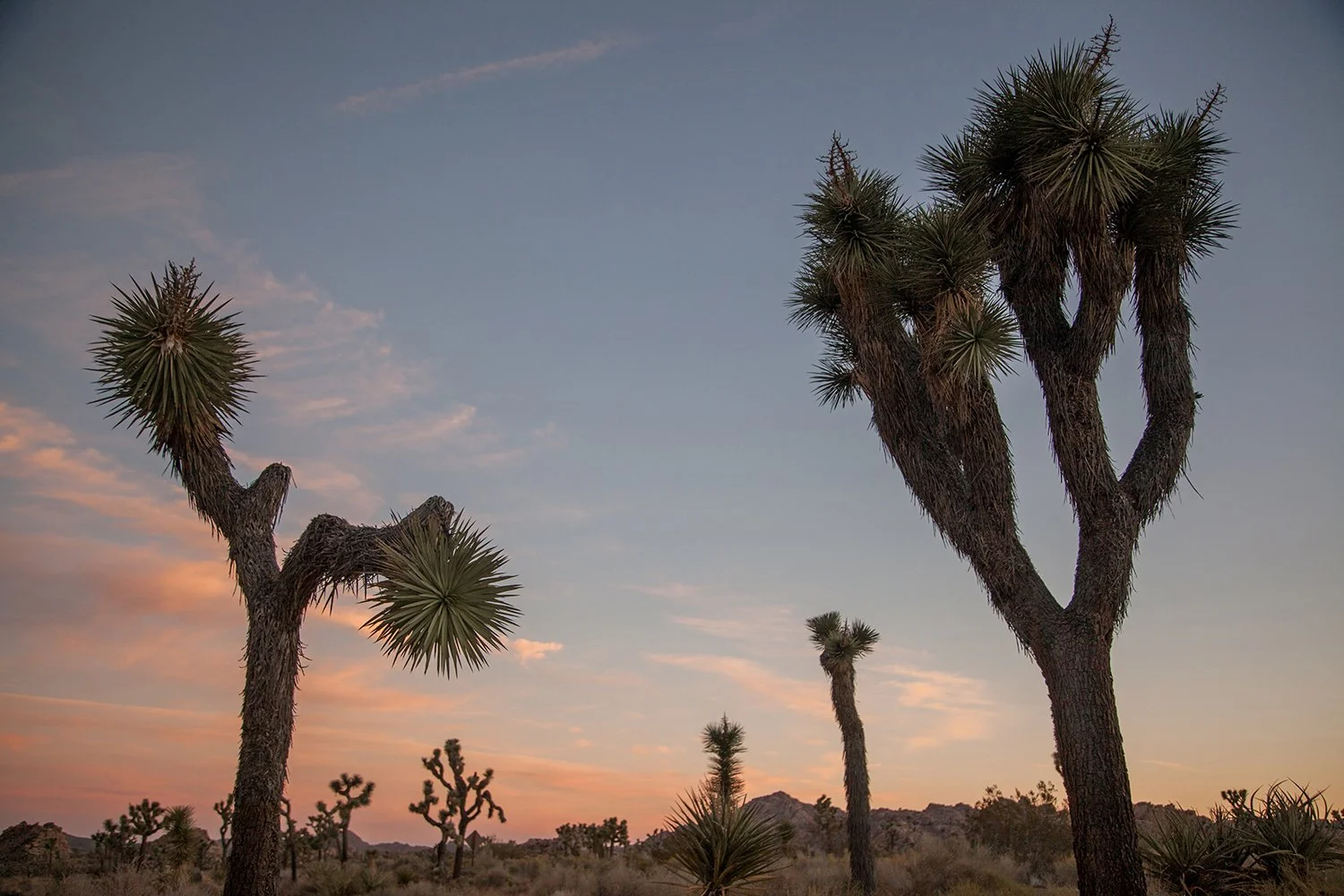 Joshua Tree_16_copy.jpg