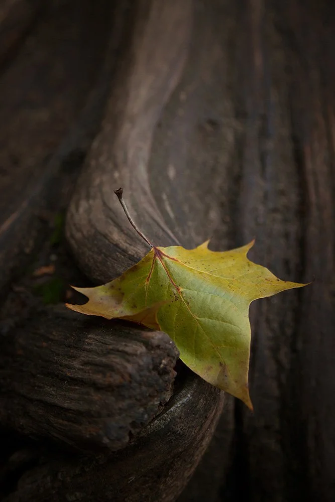 Sycamore Leaf 3_copy.jpg
