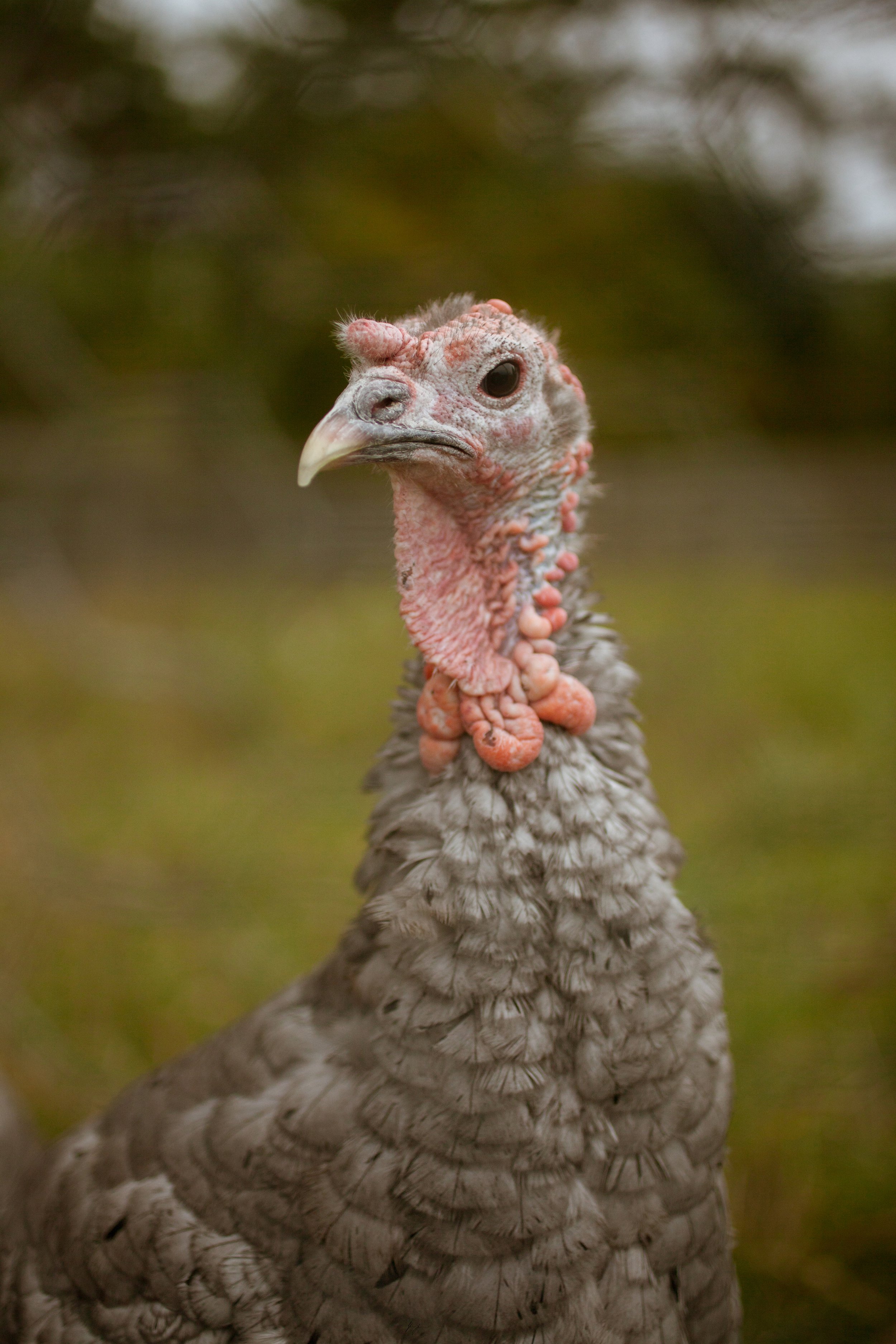 Turkey_01_2x3 copy.jpg