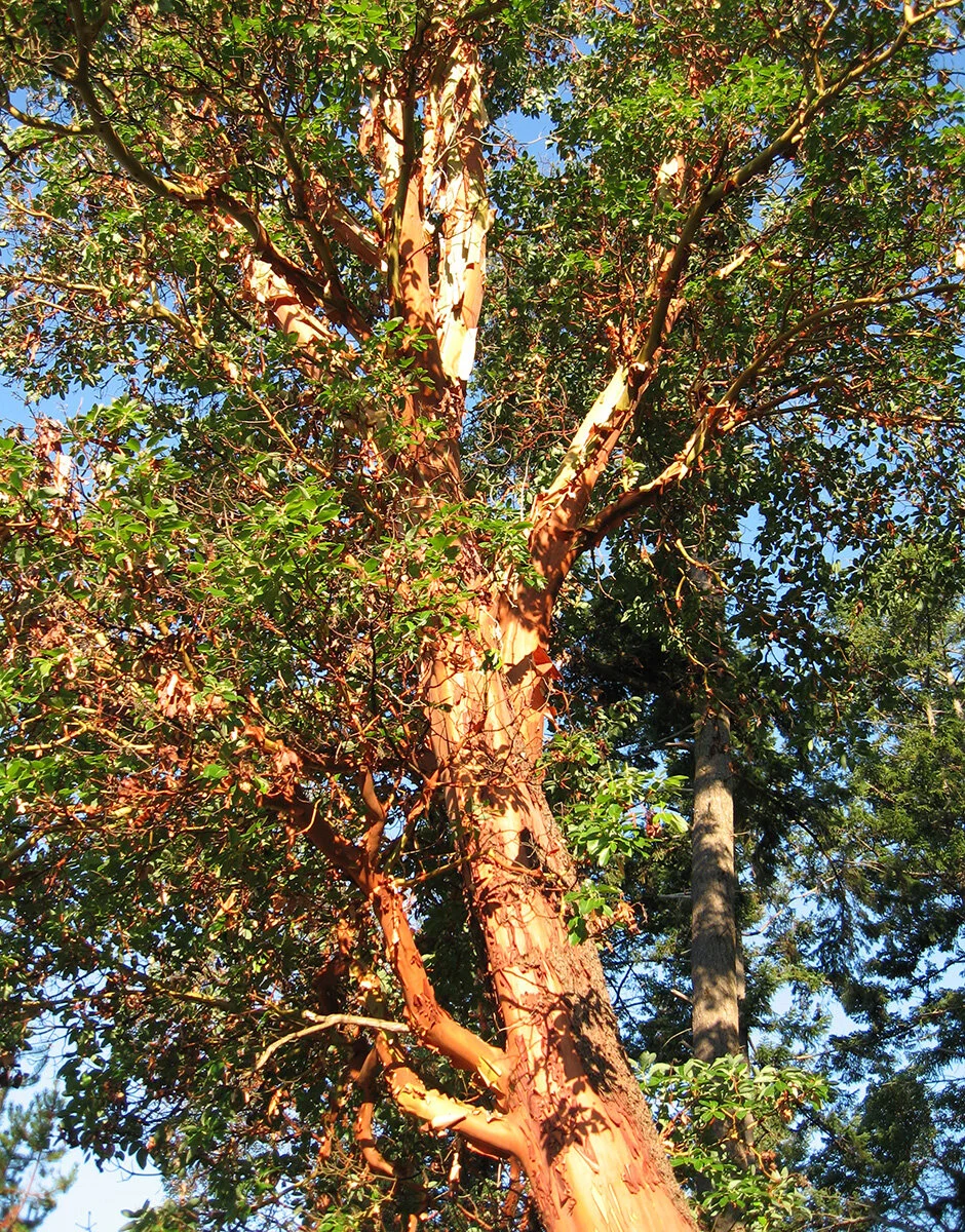 Madrona tree