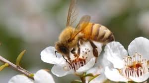 ManukaBee.jpeg