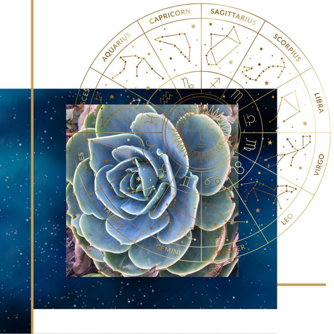 I recently wrote several tips for @redfinrealestate on choosing plants for your home according to your zodiac sign. The most difficult part? Just choosing a few. My approach to astrology blends the esoteric, spiritual and practical aspects&mdash;prob