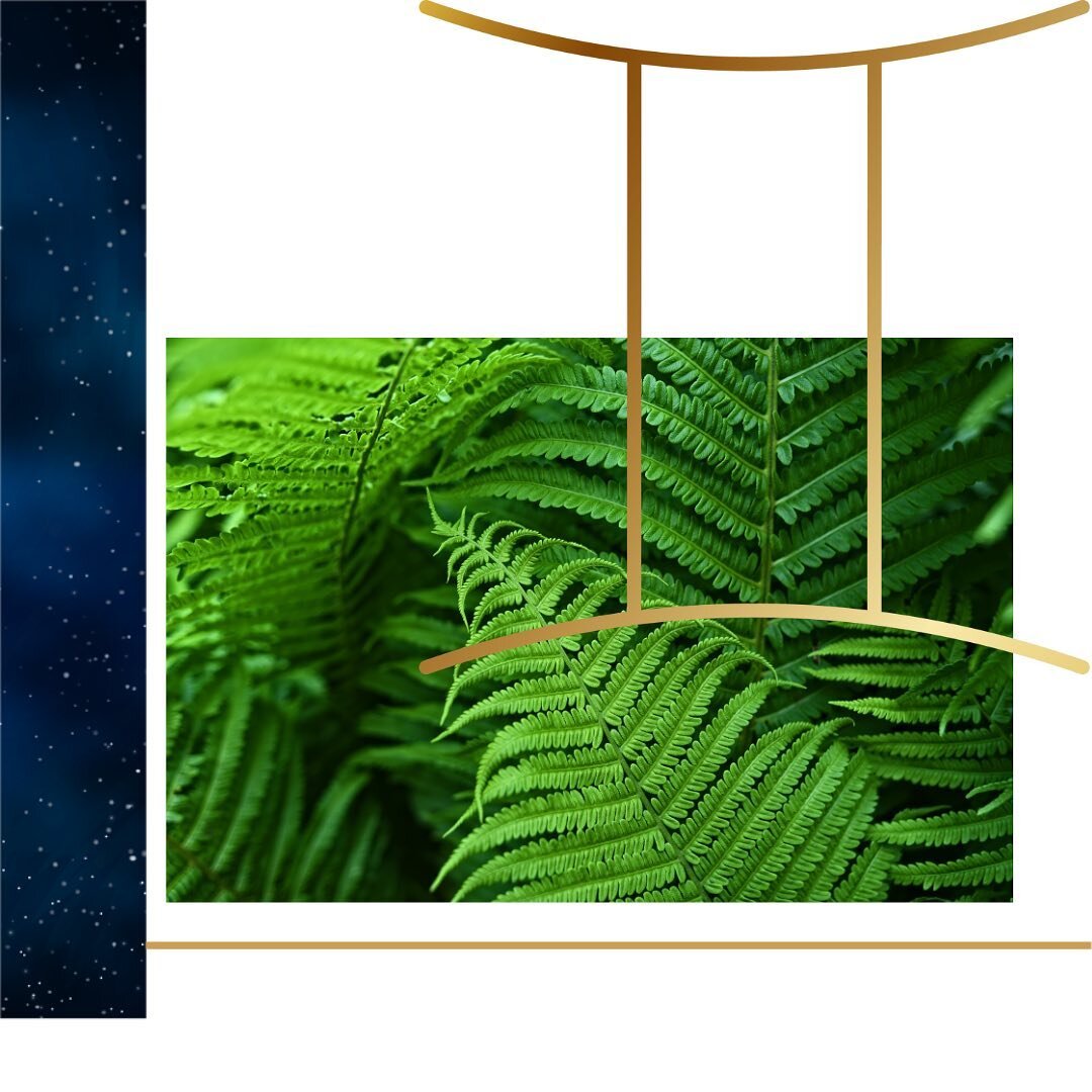 The next in our series of plants according the zodiac is mercurial Gemini. Variety is the spice of life for our social butterfly of the zodiac. Various ferns nestled in a plant stand which can be rearranged when our Gemini gets a bit bored, like Maid