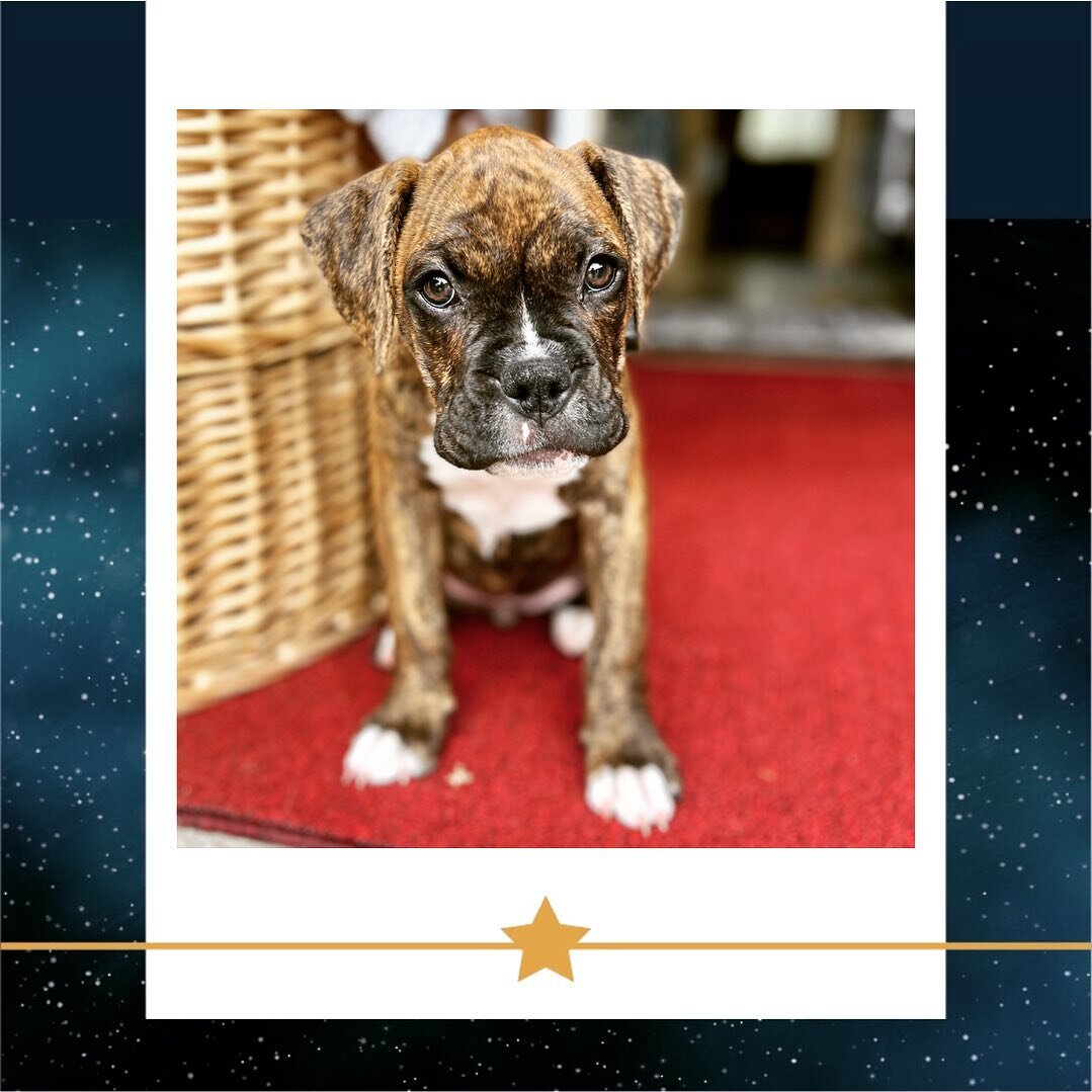 Meet Pebbles&hellip;my astrology client today. I had the pleasure of reading the chart for this precious Cancer Boxer puppy. It was a real joy to discuss with her Human what life has in store for her. 

Astrology for pets? Yeah, absolutely. The Cosmo
