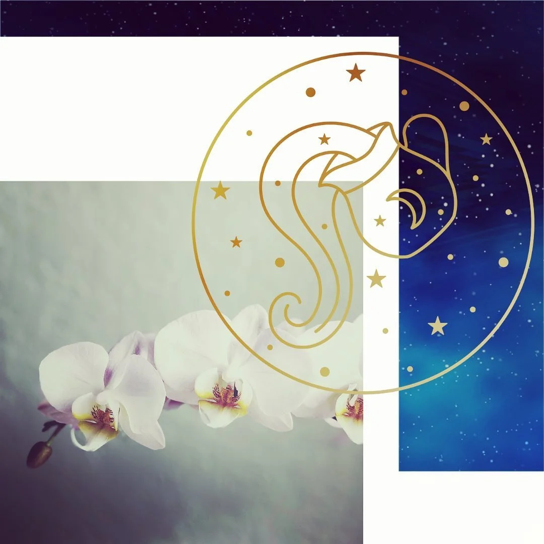 Last spring I began a series of posts on the relationship between the zodiac signs and plants. Inspired by my featured tip in @redfin blog, this was a perfect opportunity to share some cosmic wisdom. 

Home is what you create, so whether you are a ho