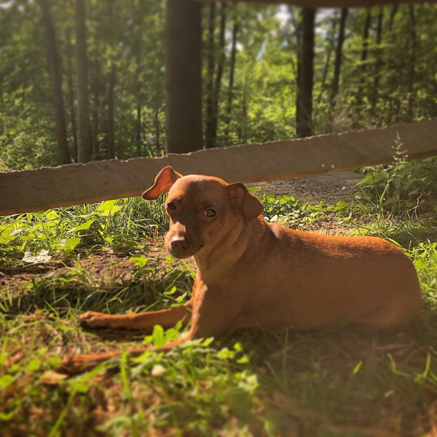 splendor in the sun ☀️🌞☀️

#minpin #happyplace #dogsofinstagram #adorable #sunlight