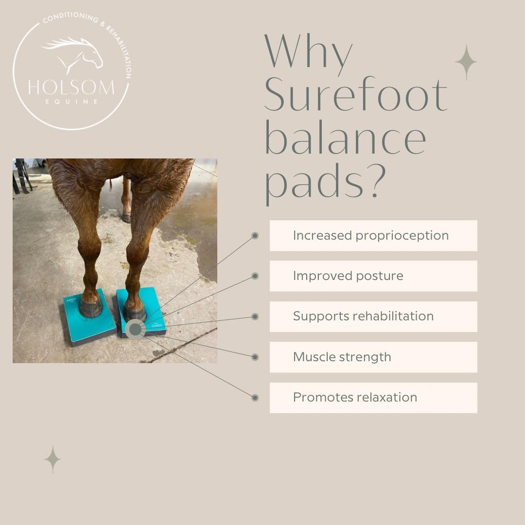 B⃞a⃞l⃞a⃞n⃞c⃞e⃞ 
Have you ever noticed your horse tripping?
Not walking a straight line?
Bumping into things?
This can be related to their proprioception and lack there of. With the balance pads we can work on rebuilding the neuro receptors and have a