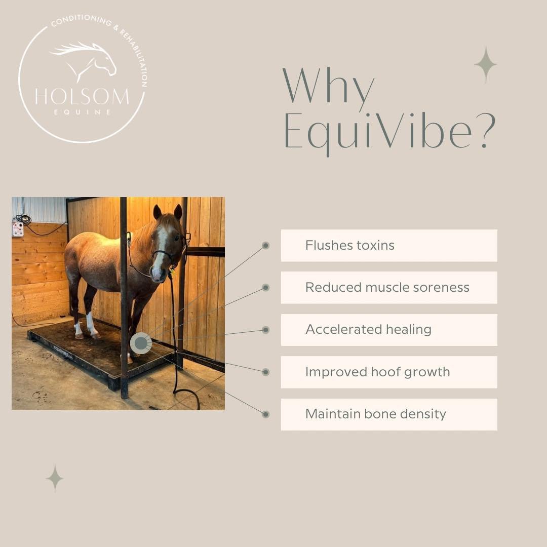 🅔🅠🅤🅘🅥🅘🅑🅔
Not all vibrations are created equal. With multiple options on the market from horizontal, vertical and wave oscillation we highly recommend the vertical vibration of the EquiVibe. Within minutes you can feel the vibration reaching h