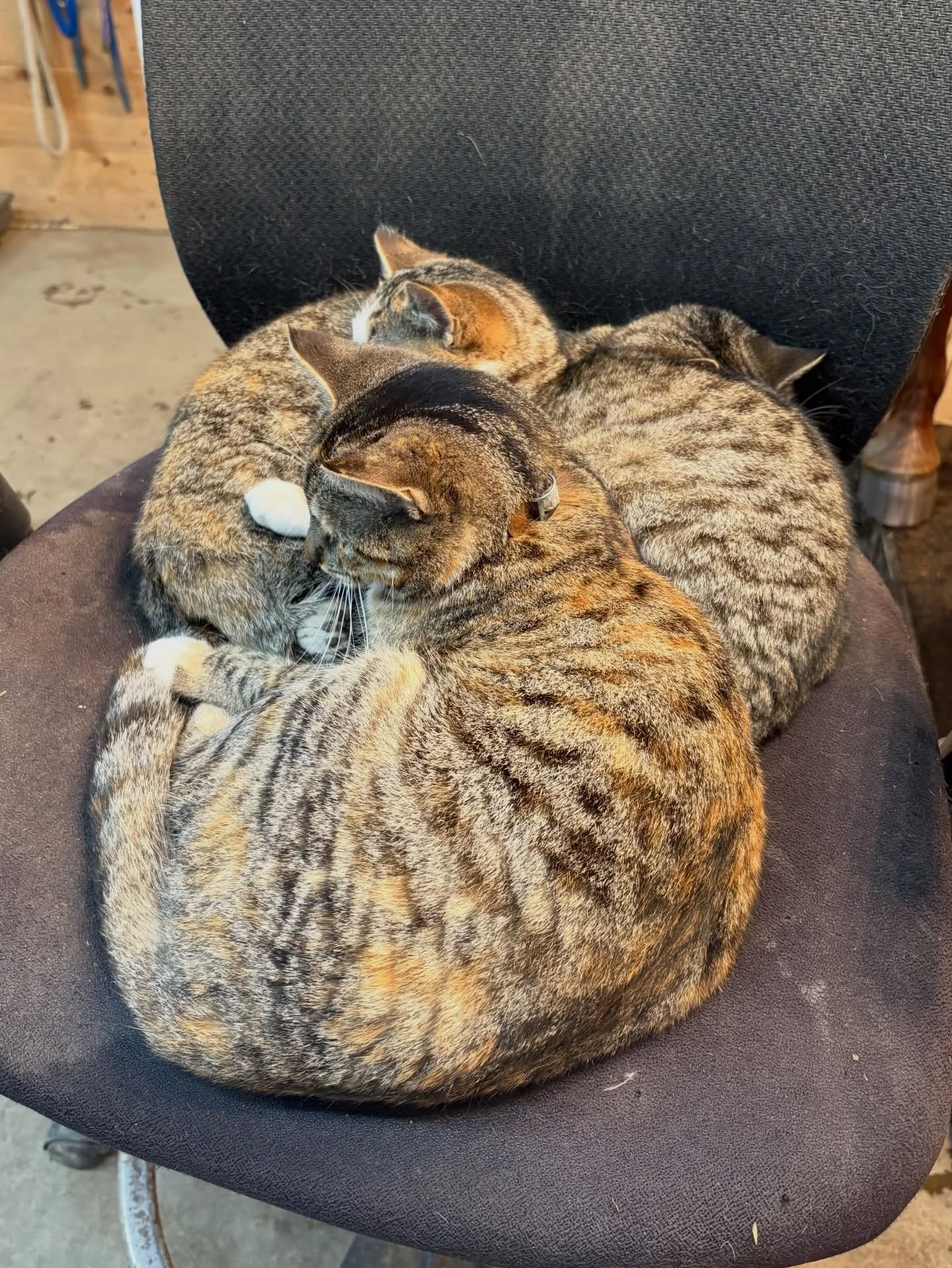 Happy Friday!!
Some of us are moovin and groovin, some of us are basking in the sun. 
Heres to hoping your weekend looks like the latter!