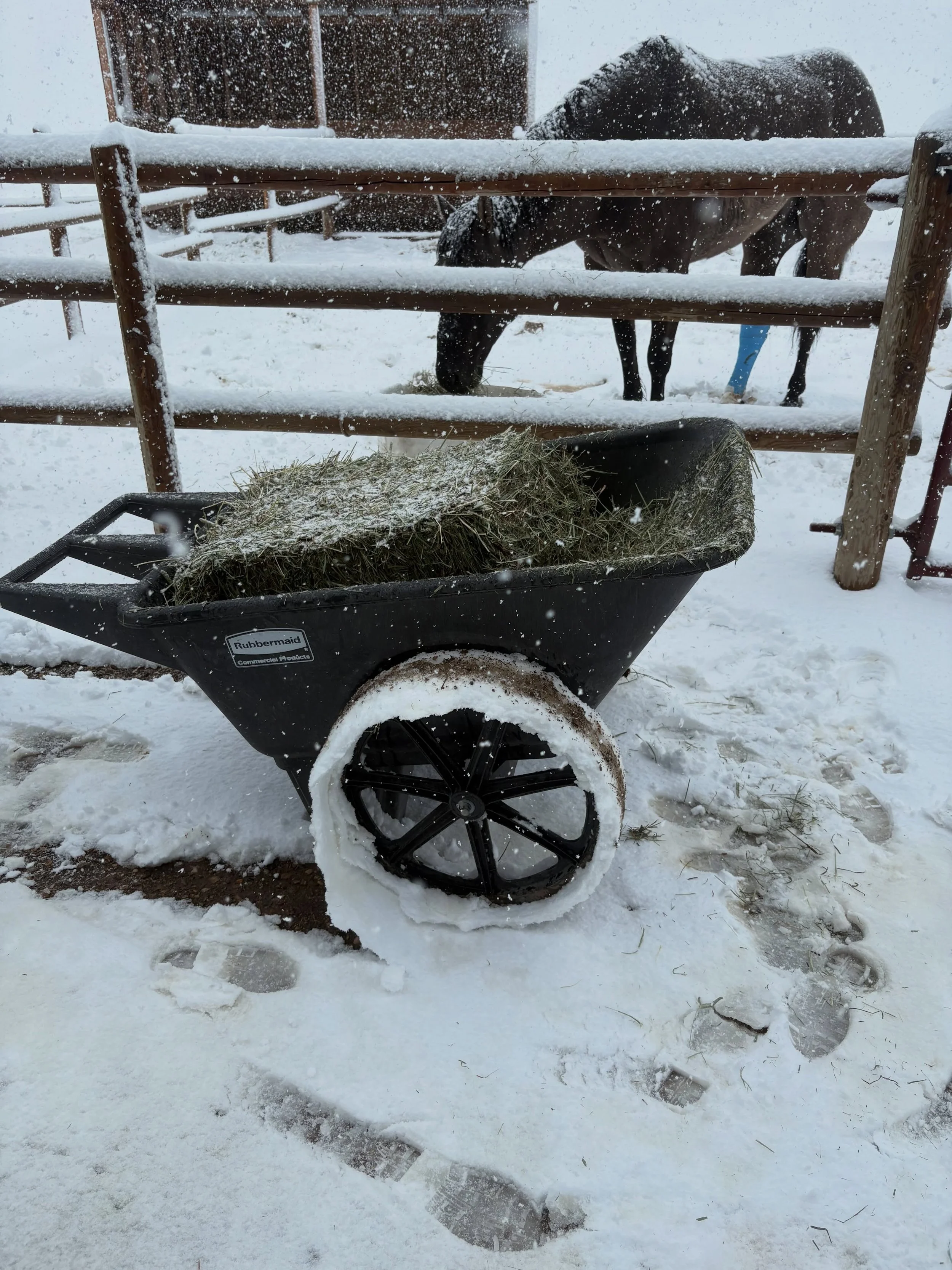 ☃️ Invest in some good snow tires ❄️ 
Old man winter is back again but don&rsquo;t worry the treadmill keeps spinning and it&rsquo;s still summer in the barn!
Happy May Long!!
#equineconditioning #equinerehabcenter #watertreadmill #coldsaltwaterspa