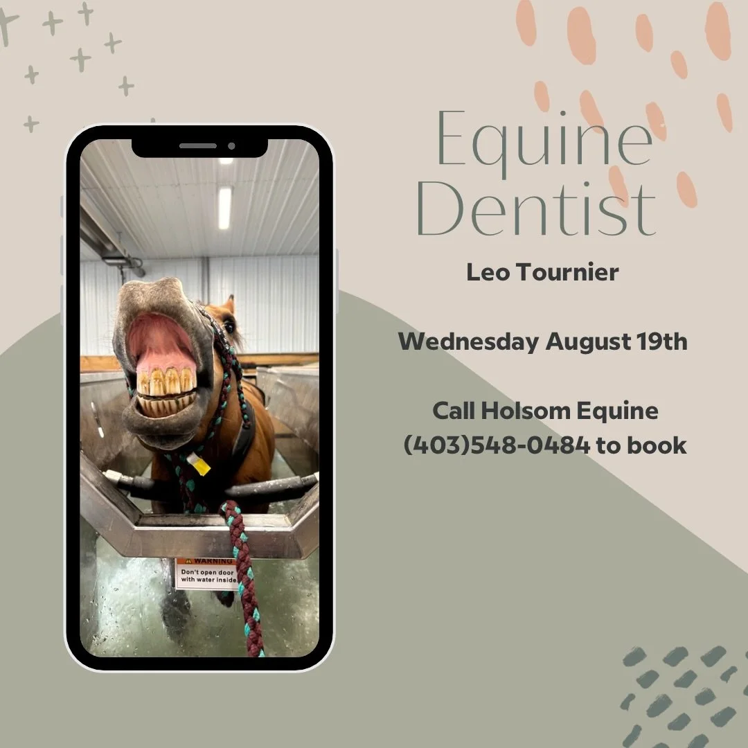 Is your horses smile needing an adjustment? Leo is in the area this Wednesday! 
Send us a message to book 📱
#equinedentistry #southernalberta