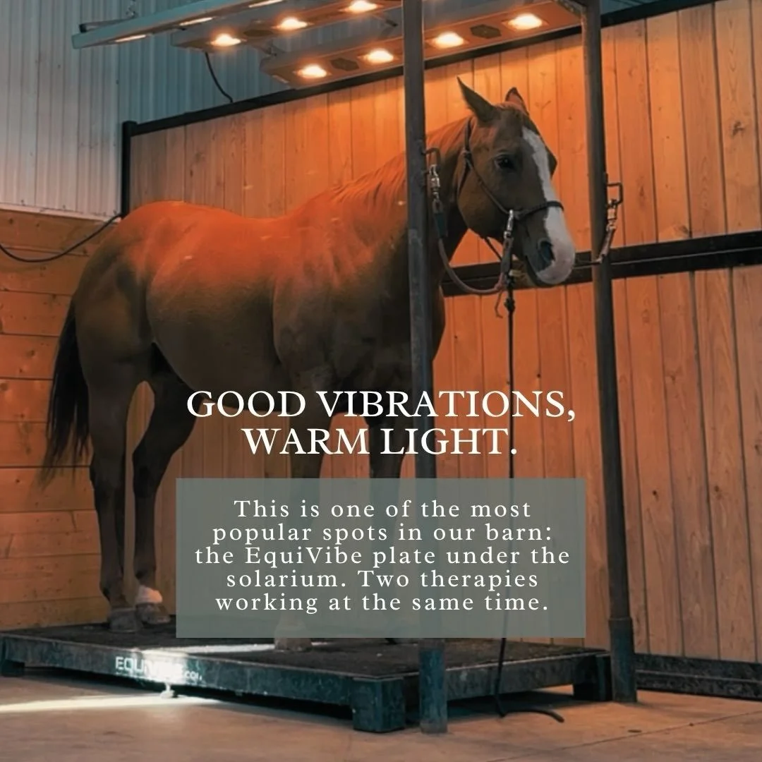 Two therapies, one very popular spot in the barn. 

On the EquiVibe, under the solarium. The infrared warmth from above loosens muscles and gets the blood flowing, while the gentle vibration from below boosts circulation right down to the hooves, wak