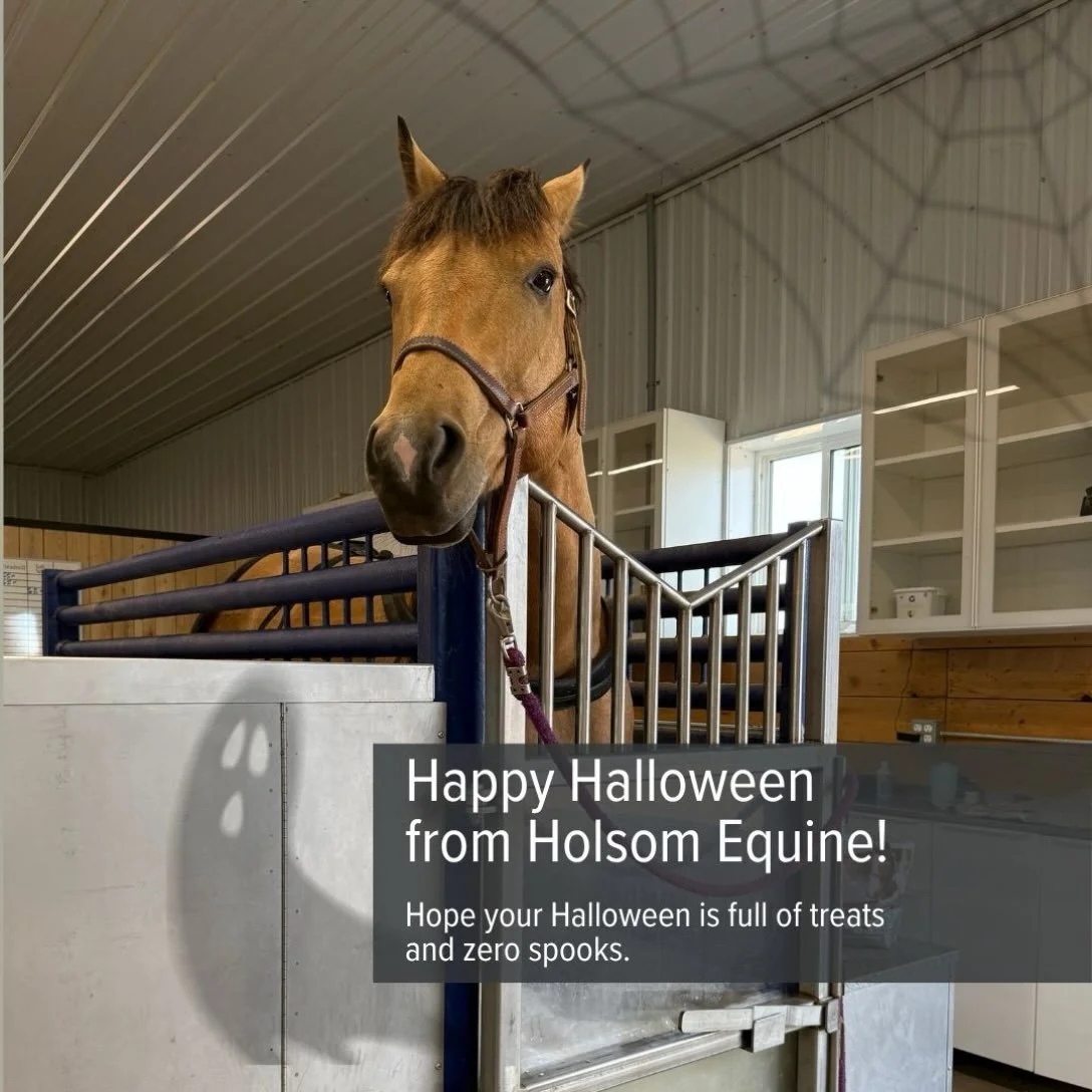 Ghost on the wall, spider webs on the ceiling, and not one spook from this one. Have a fun Halloween weekend, from our barn to yours. 👻

#MedicineHatHorses #AlbertaHorses #EquineCommunity #HorseCare #equinerehab