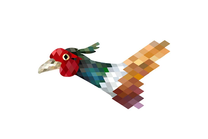 Pleasant Pheasant