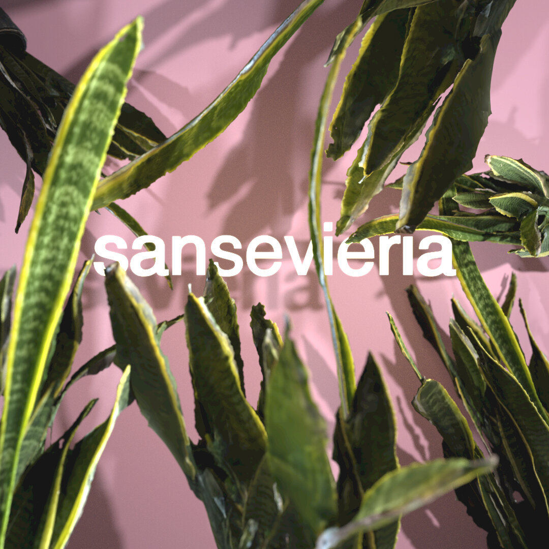 Sansevieria Scan