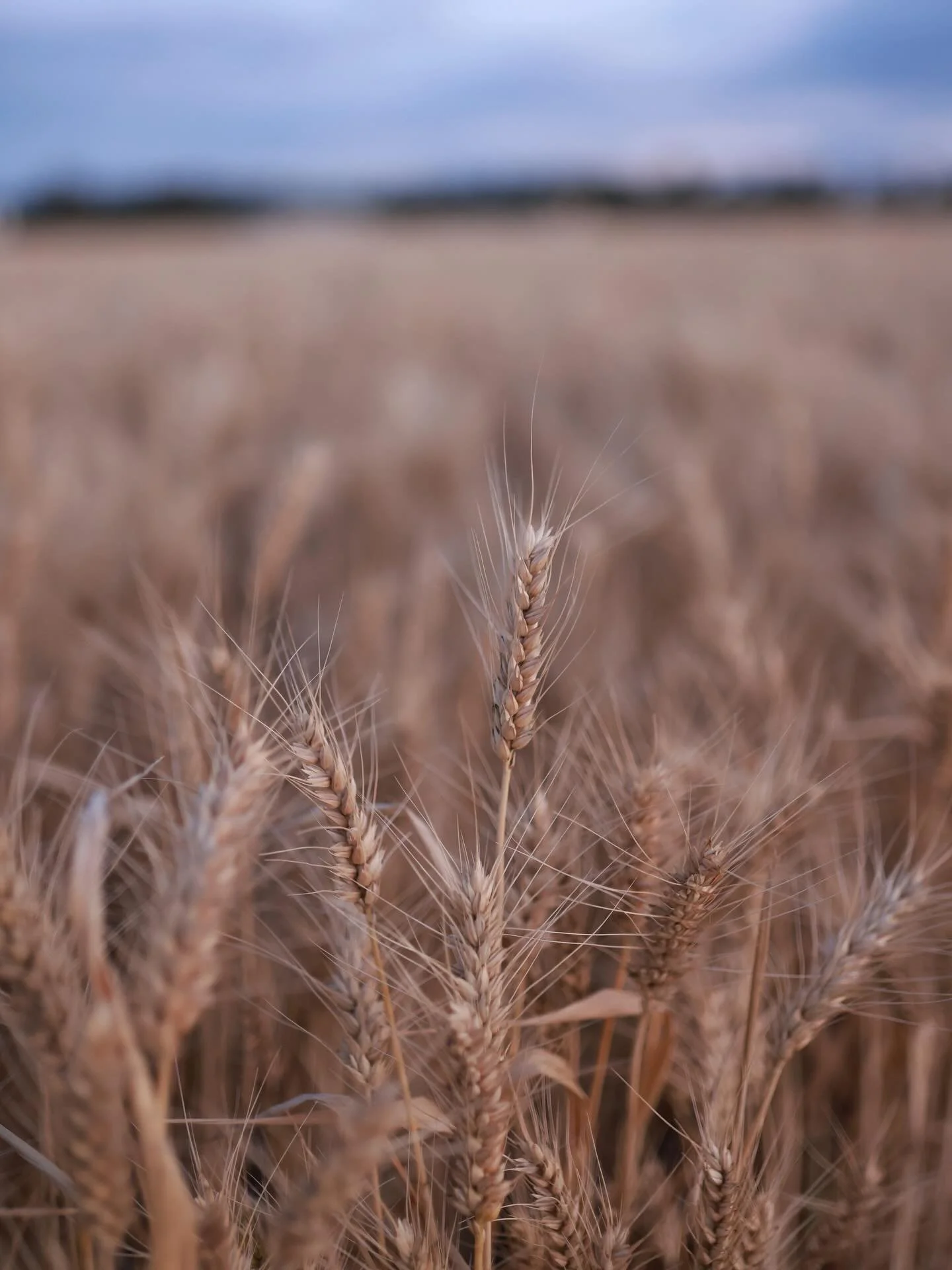 Last night&rsquo;s golden hour over the Wimmera, watching the wheat dancing in the breeze as harvest begins at the Margetts property 💛🌾
