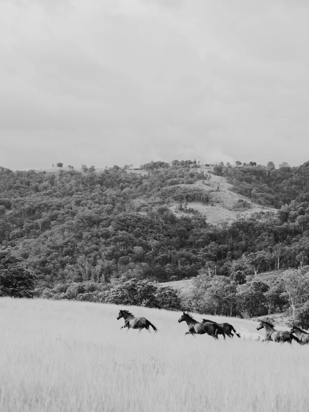 Here&rsquo;s to a wonderful, wild and adventurous new year ahead 🤍🐎