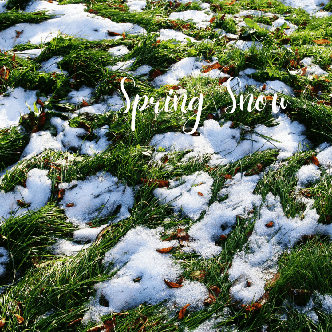 Spring-Snow.gif