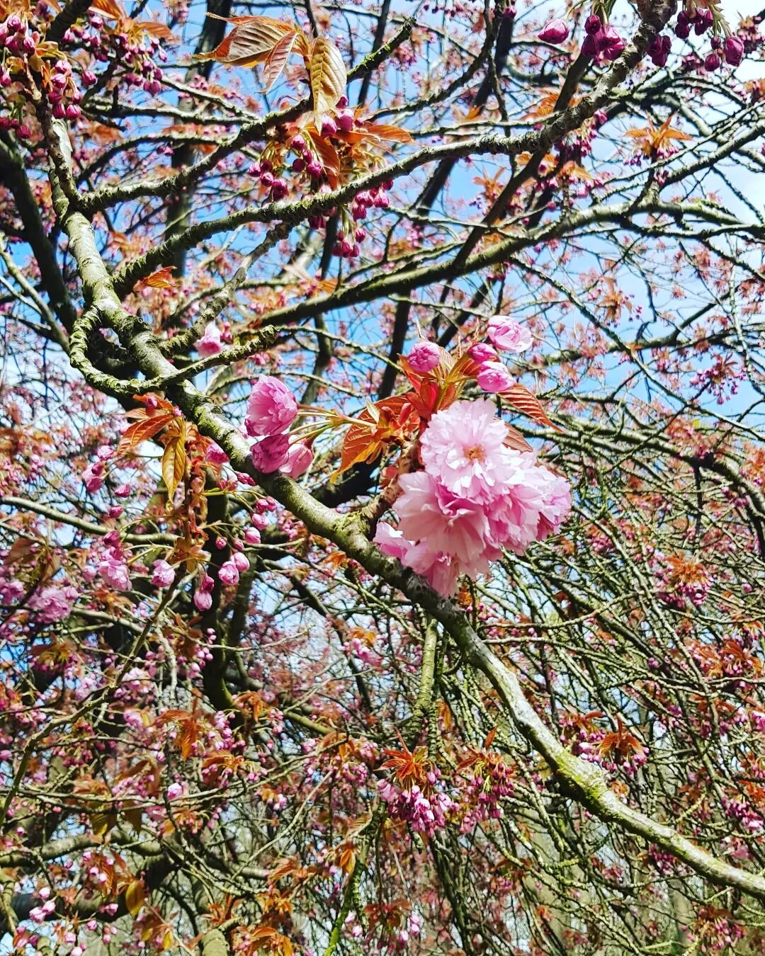 Snapped this blooming cherry blossom tree at the end of my run today 🌸 #cherryblossom