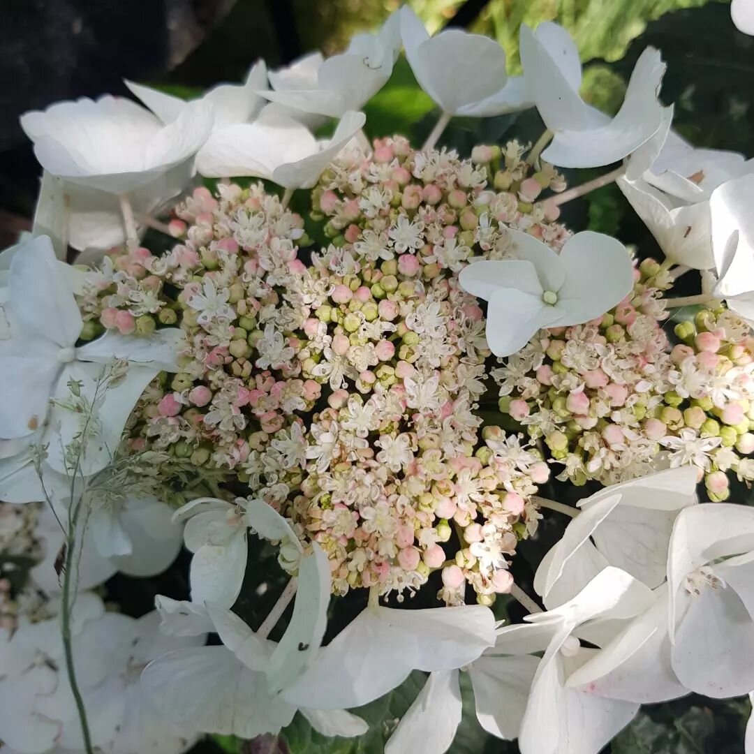 My lacecap hydrangeas 🌸 ... I think I spent a good 10 minutes staring at all the tiny flowers, growing within each flower head 😌 #hydrangea #lacecaphydrangea #gardening #smallgarden