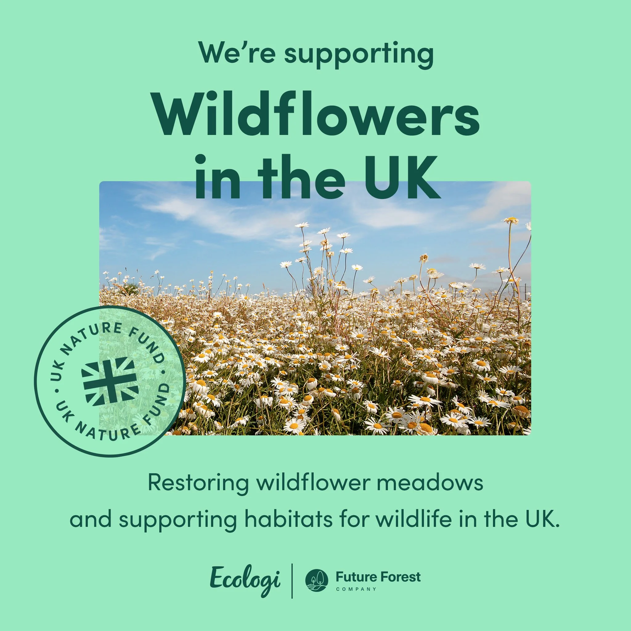 Business_Social_Assets_UK_ClimateAndNature_Fund_1x1_Project_Wildflowers.jpg
