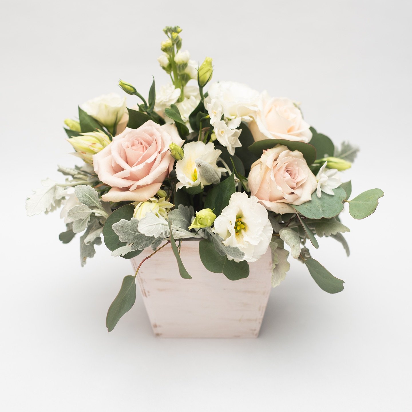 Rustic white planter pot with a beautiful soft selection of premium blush roses and delicate white lisianthus, combined with fragrant stock. The foliage is the soft tactile lambs ear and eucalyptus polyanthemos designed by Hart and Flowers based in