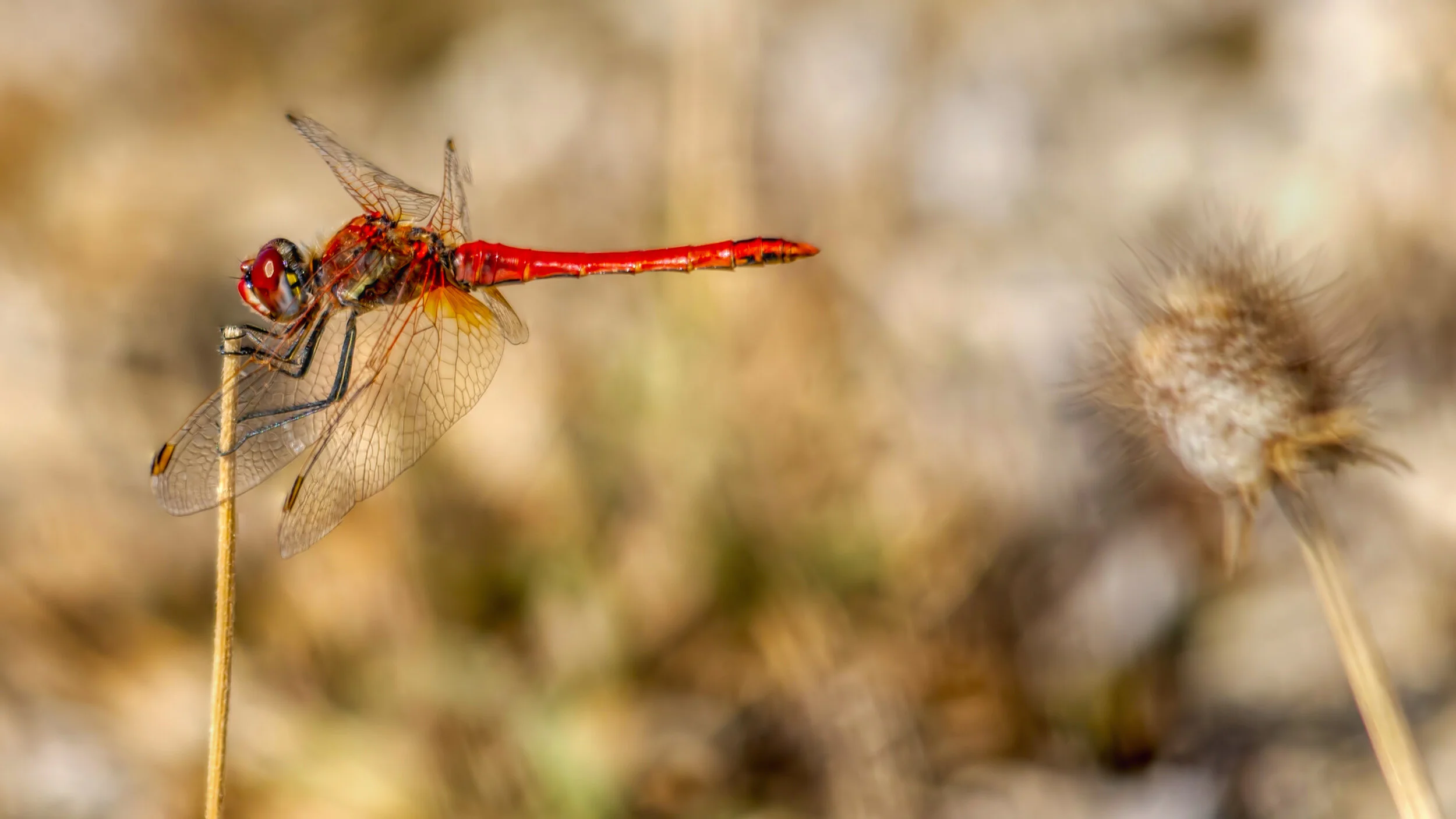 Red Dragonfly/Red-Veined Darter