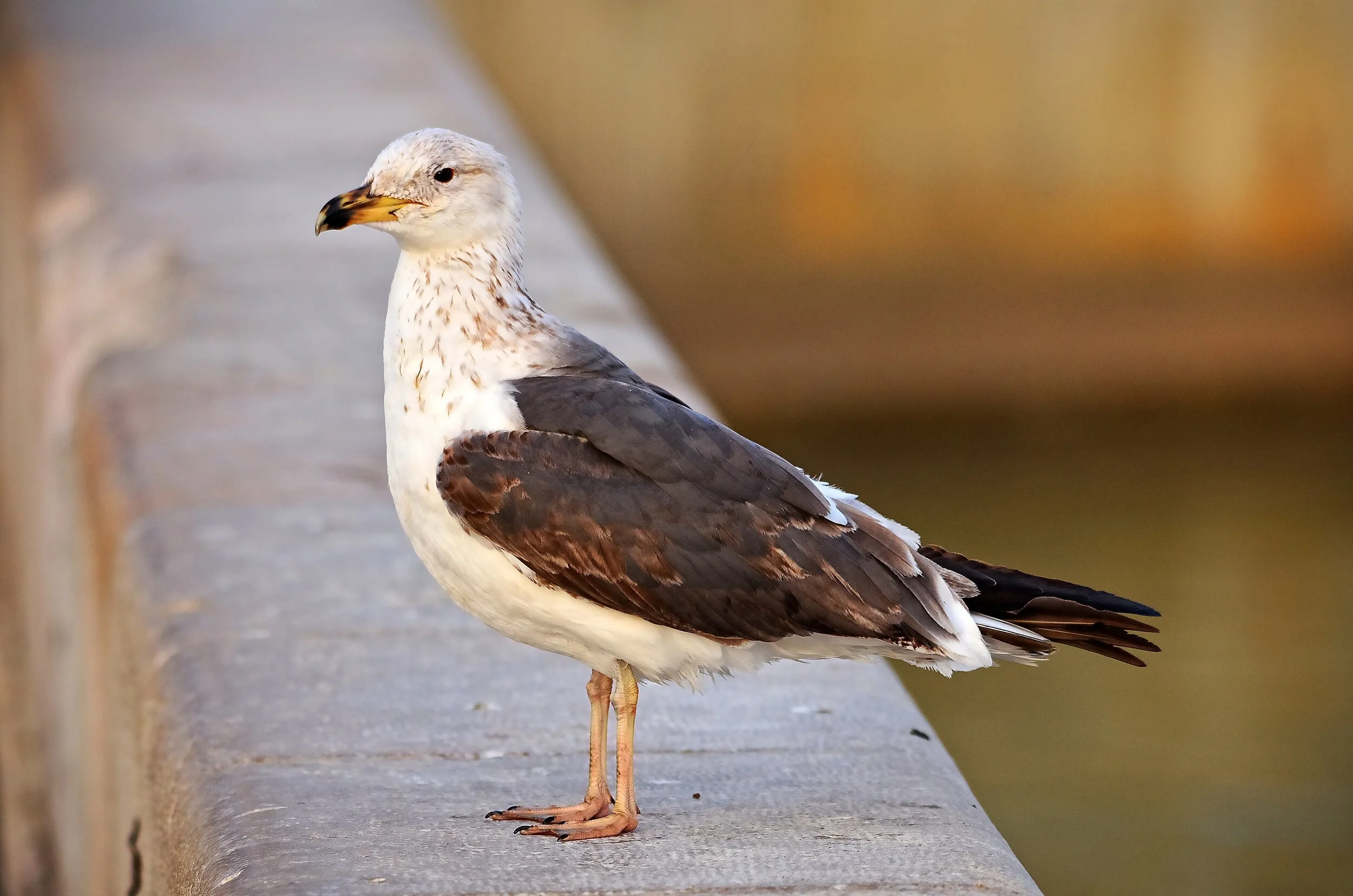 Cascais Bay, Portugal 