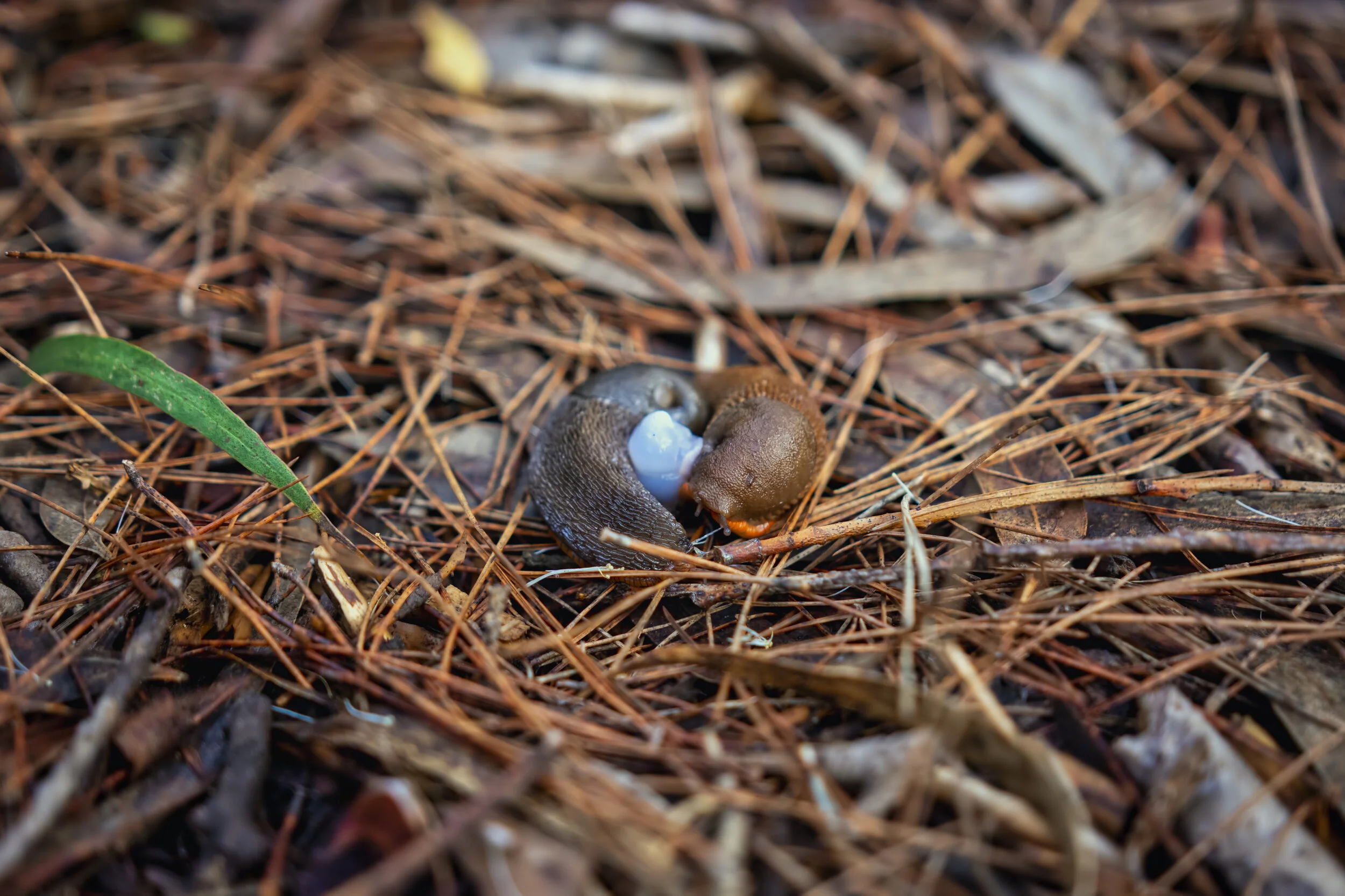 Mating Slugs. Serra de Sintra, Portugal