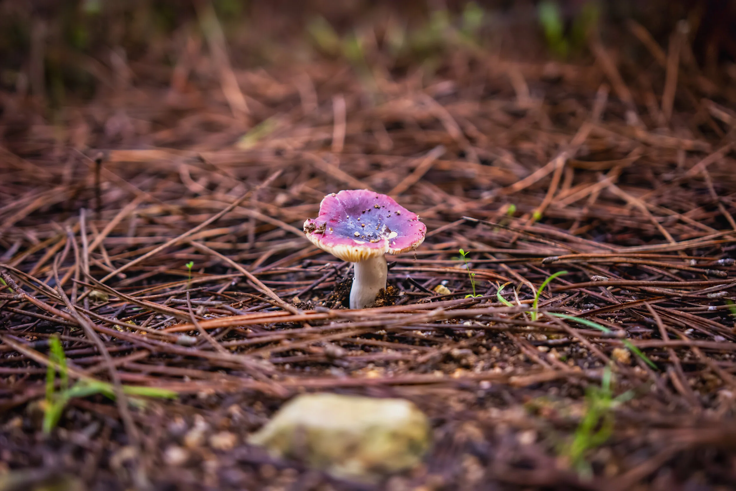 Mushroom. Serra de Sintra, Portugal
