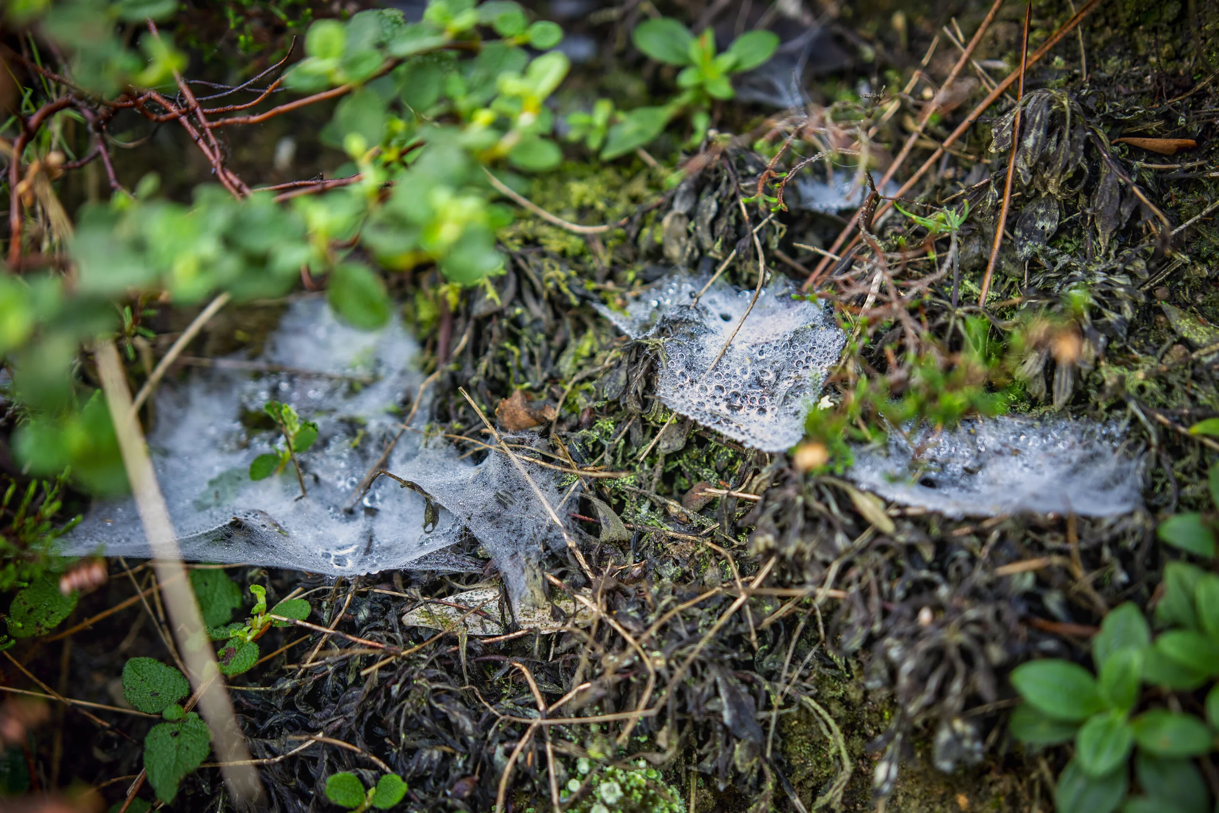 Web Dew. Serra de Sintra, Portugal