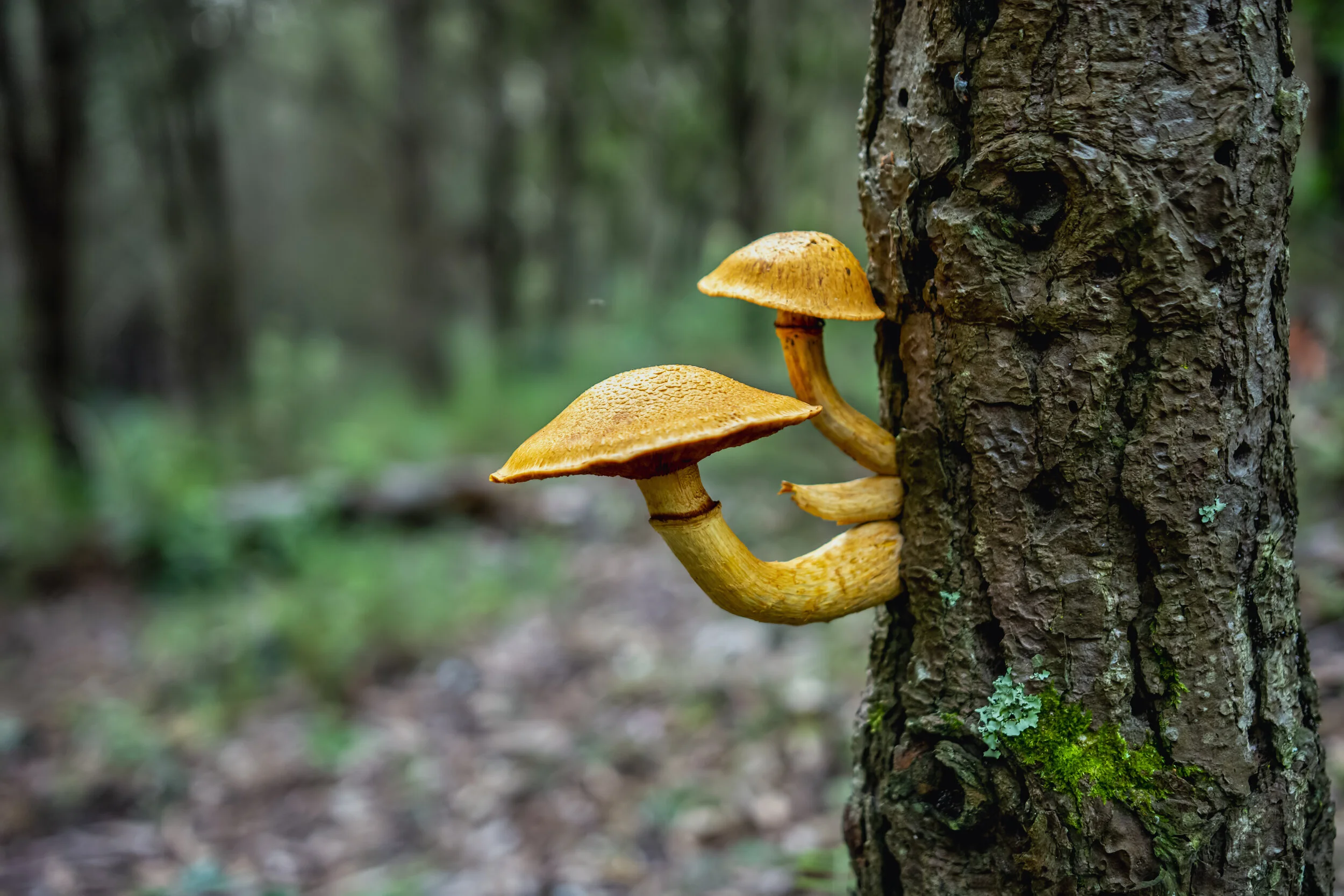 Mushroom. Serra de Sintra, Portugal