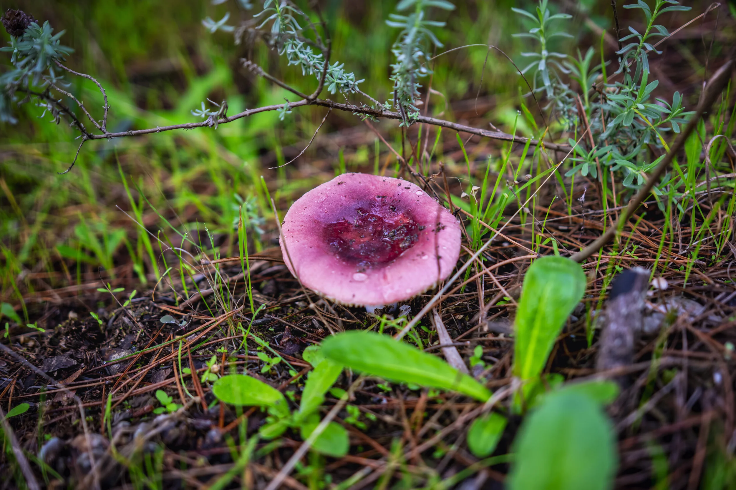 Mushroom. Serra de Sintra, Portugal