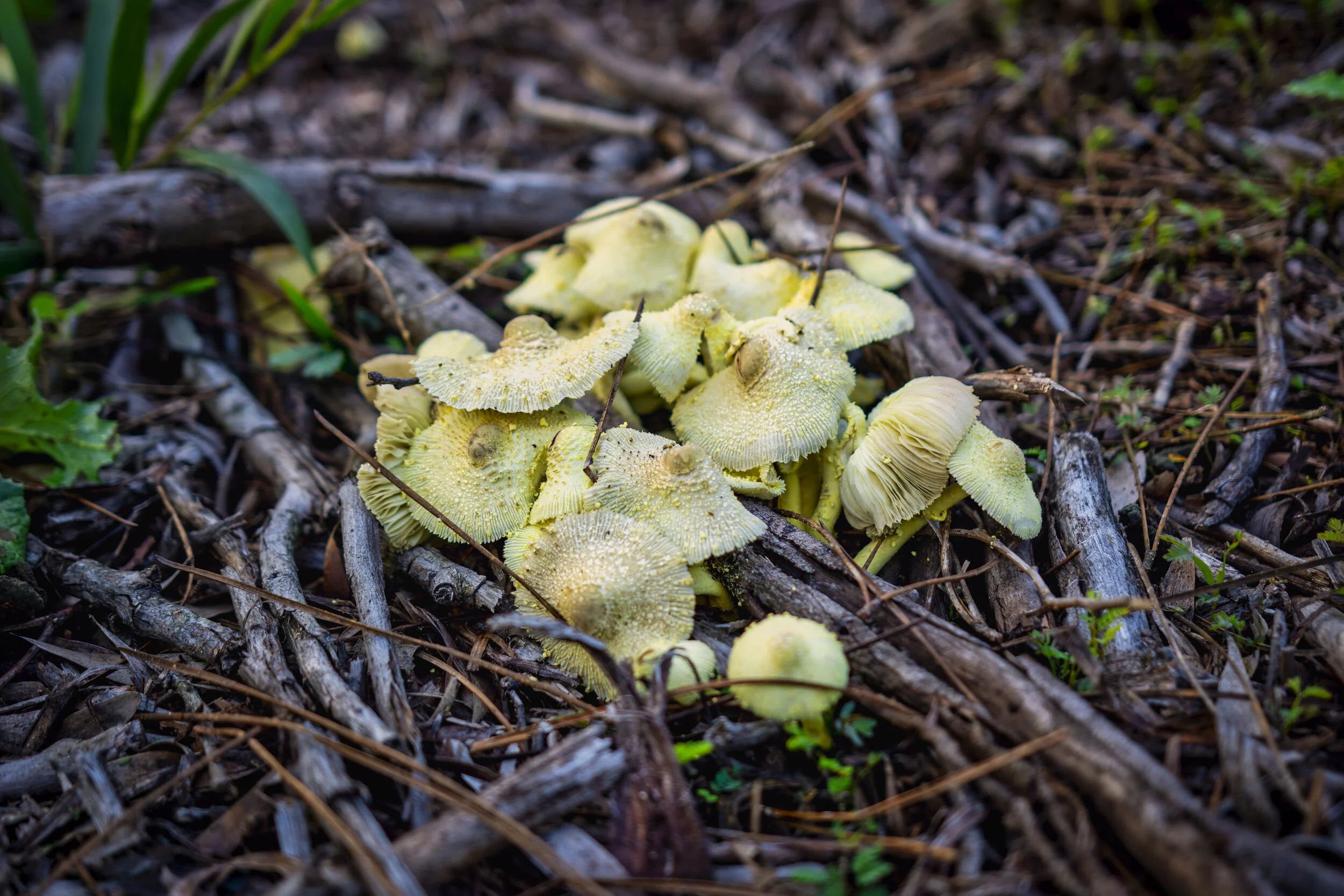 Mushroom. Serra de Sintra, Portugal