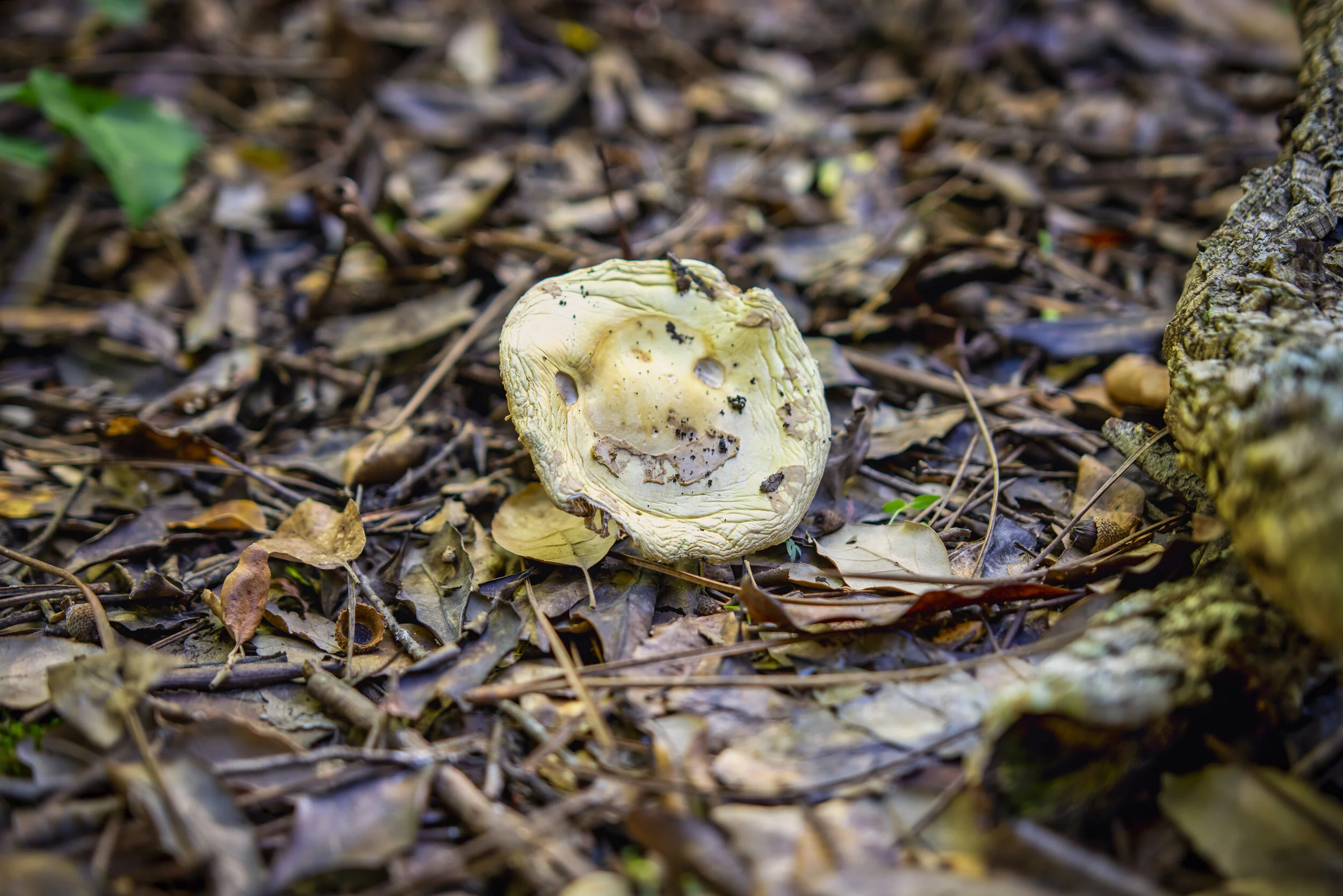 "Smiley Face" Mushroom. Serra de Sintra, Portugal