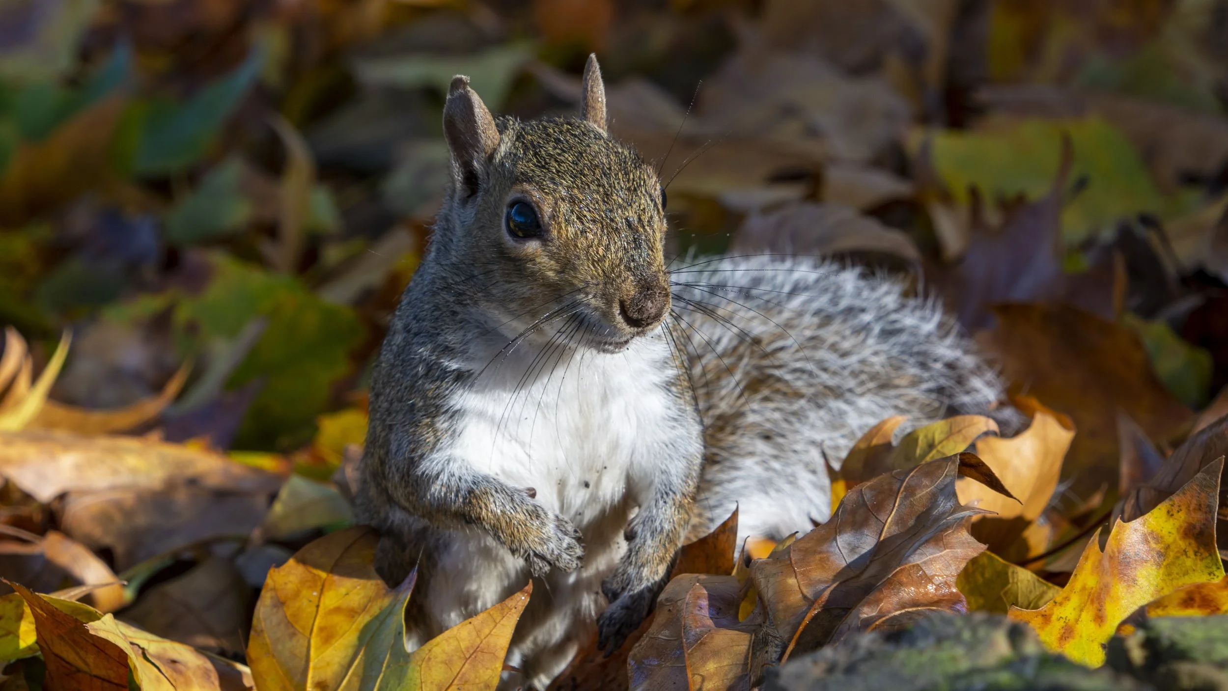 Grey Squirrel