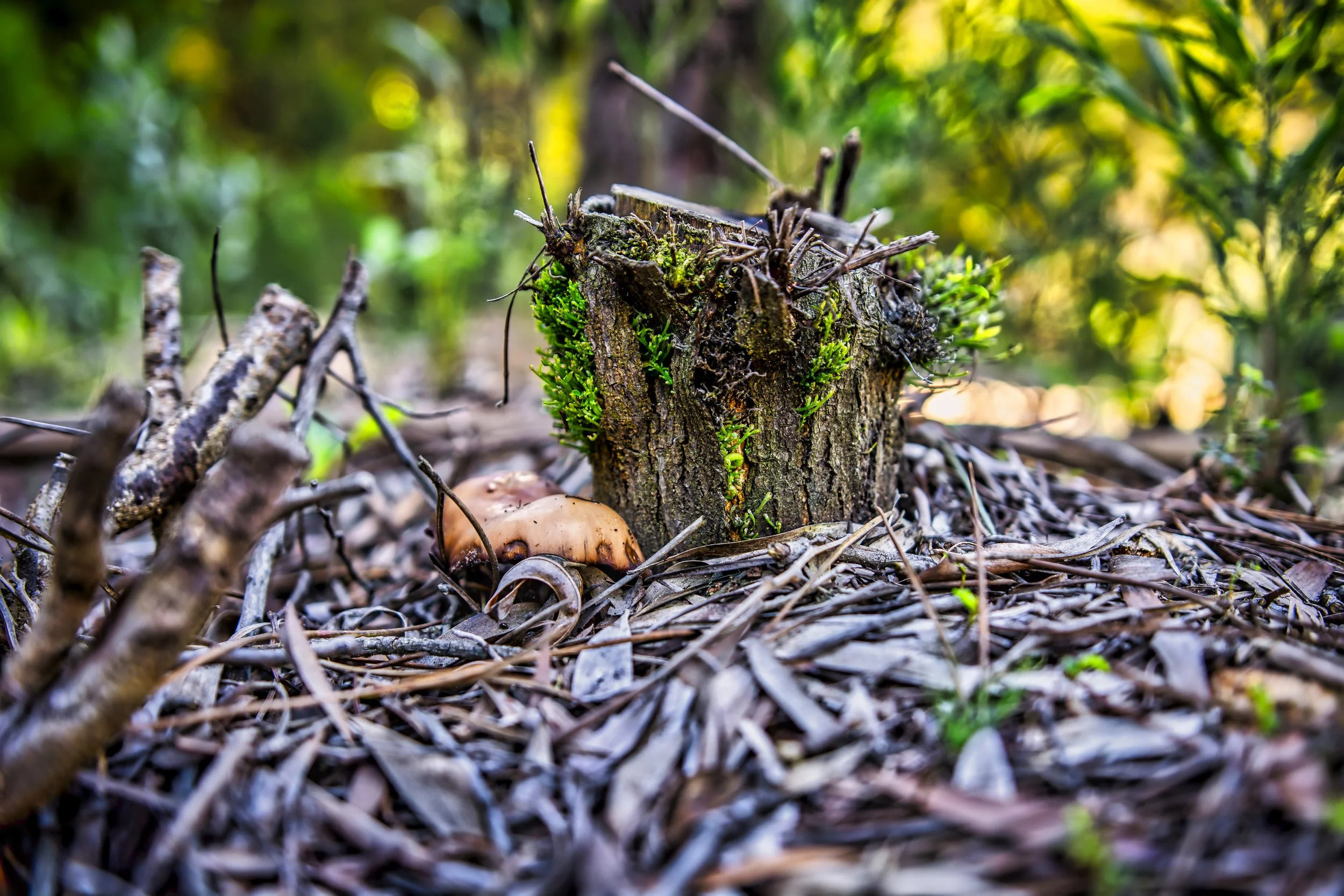 Serra de Sintra, Portugal. Woodland