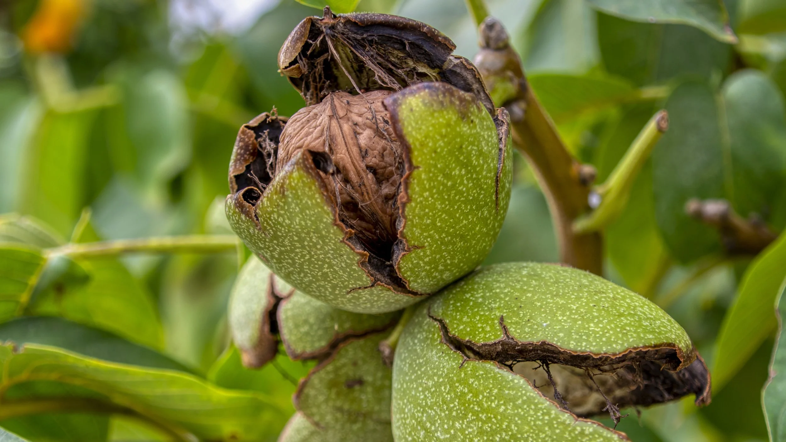 Walnut Tree / Nogueira