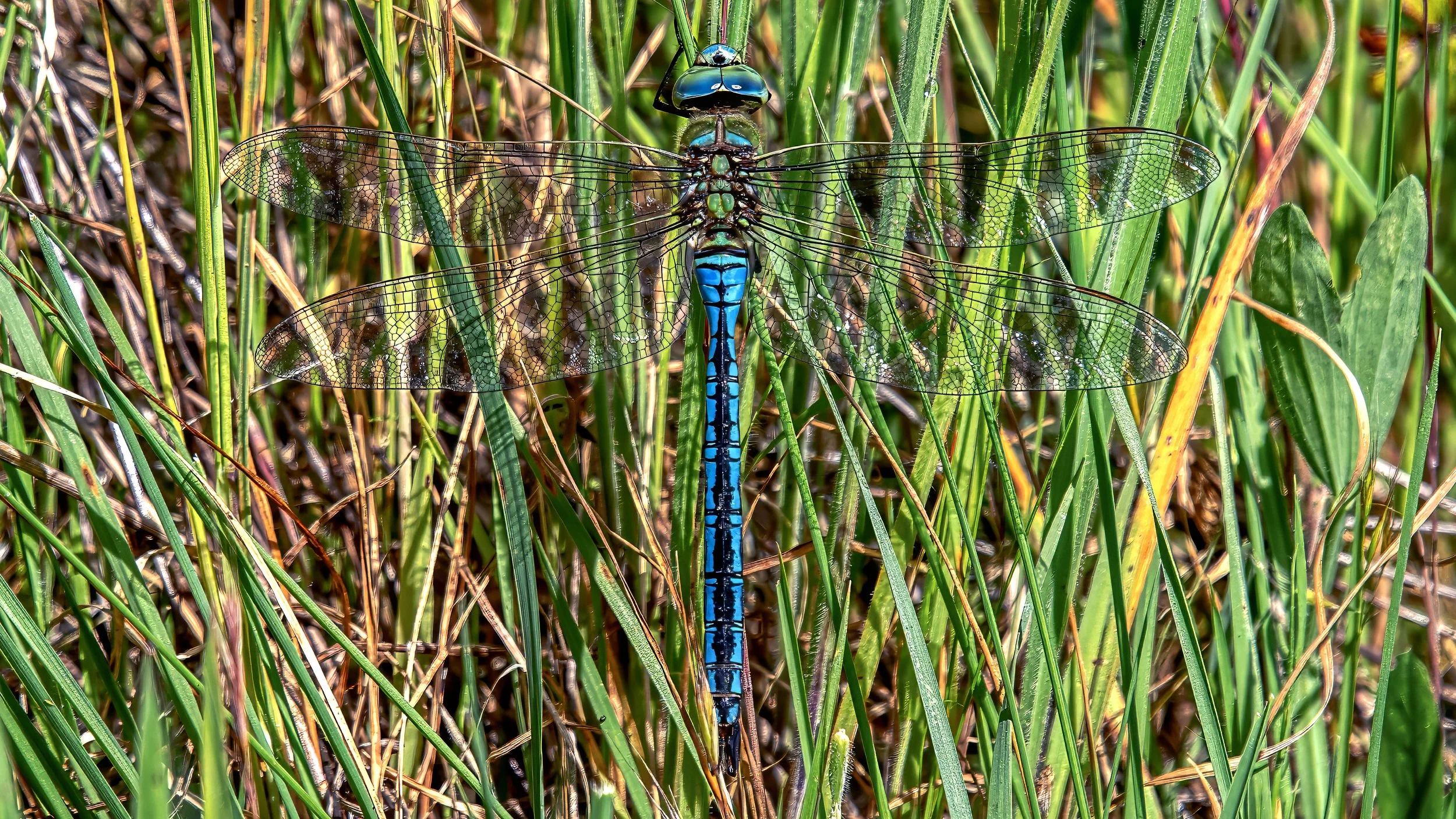 Serra do Socorro, Torres Vedras, Portugal
Emperor Dragonfly, also known as the Blue Emperor (Anax imperator). 