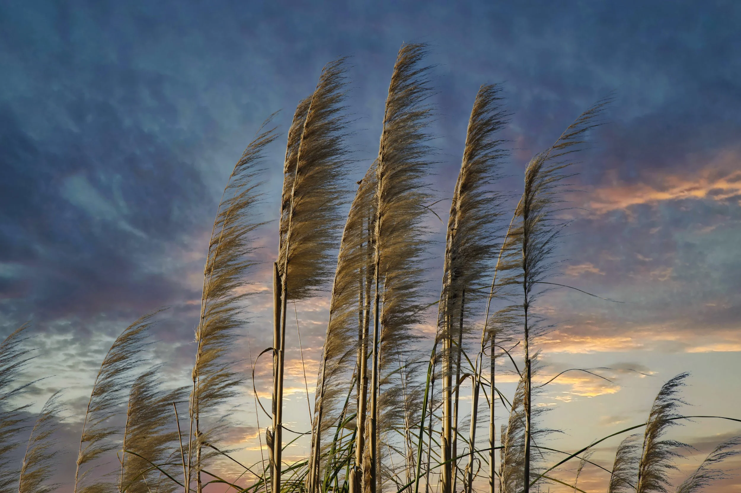 Common Reed Grass. Serra de Sintra, Portugal