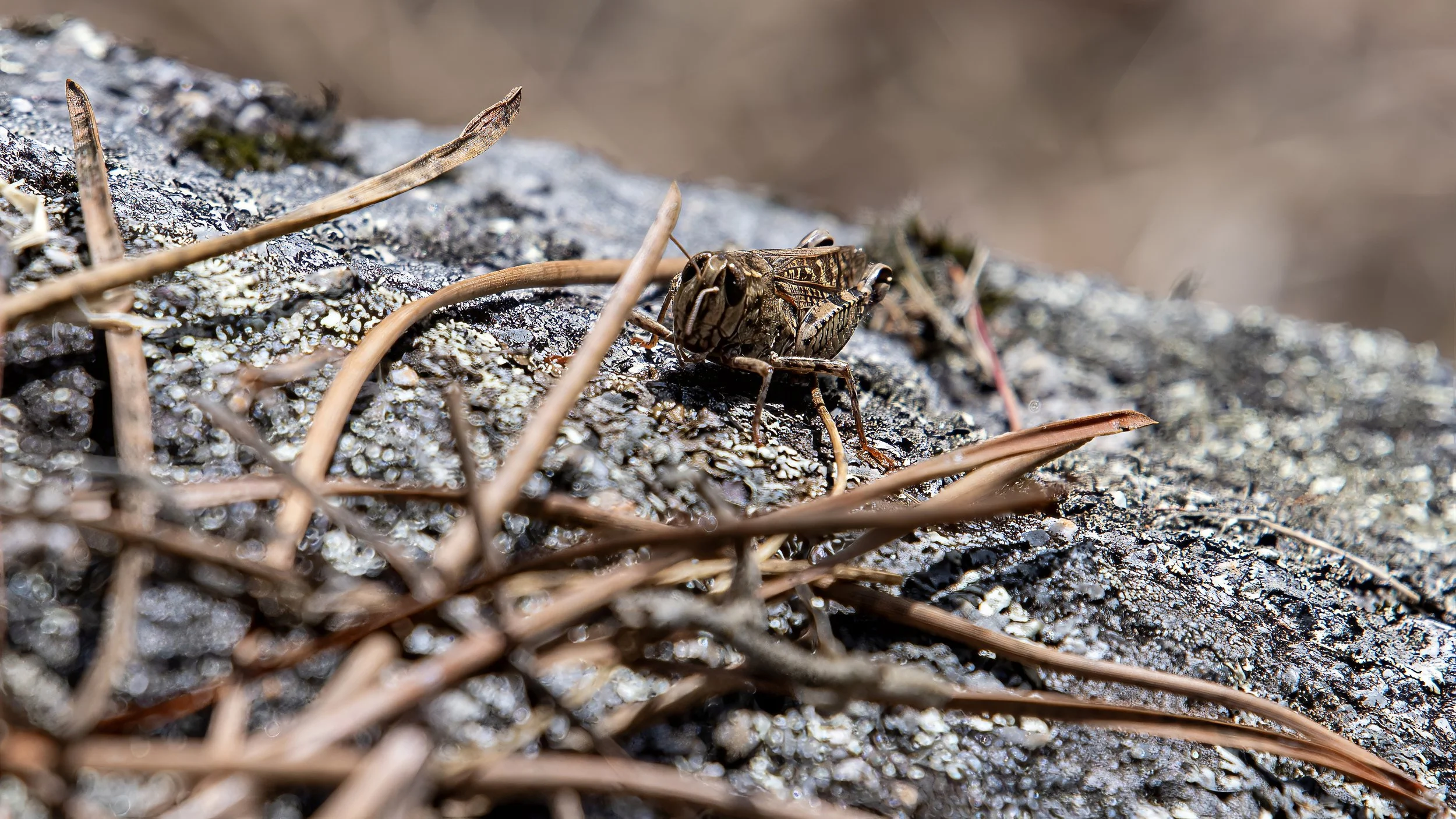 Short-horned grasshopper belonging to the genus Calliptamus