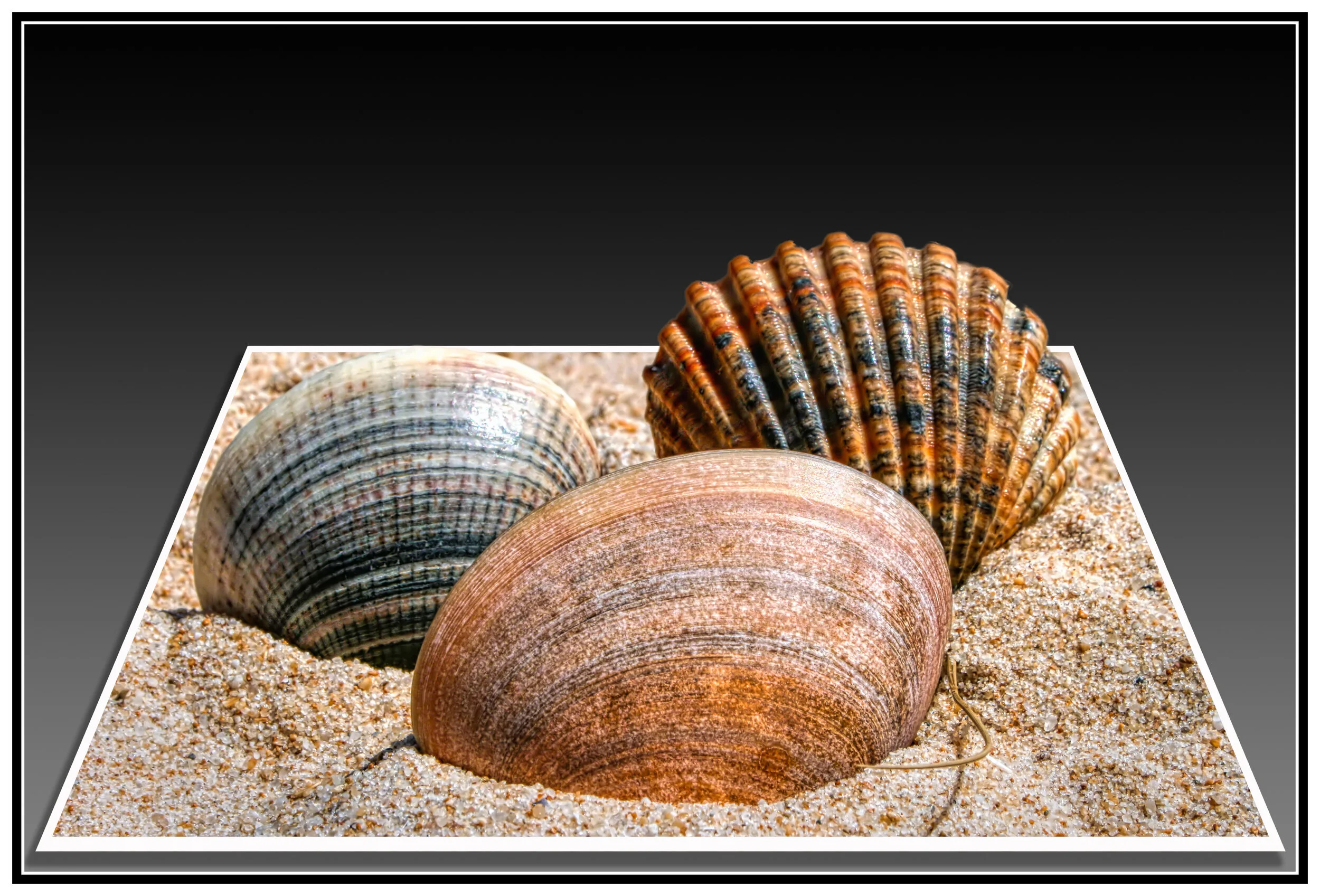 3D Seashells