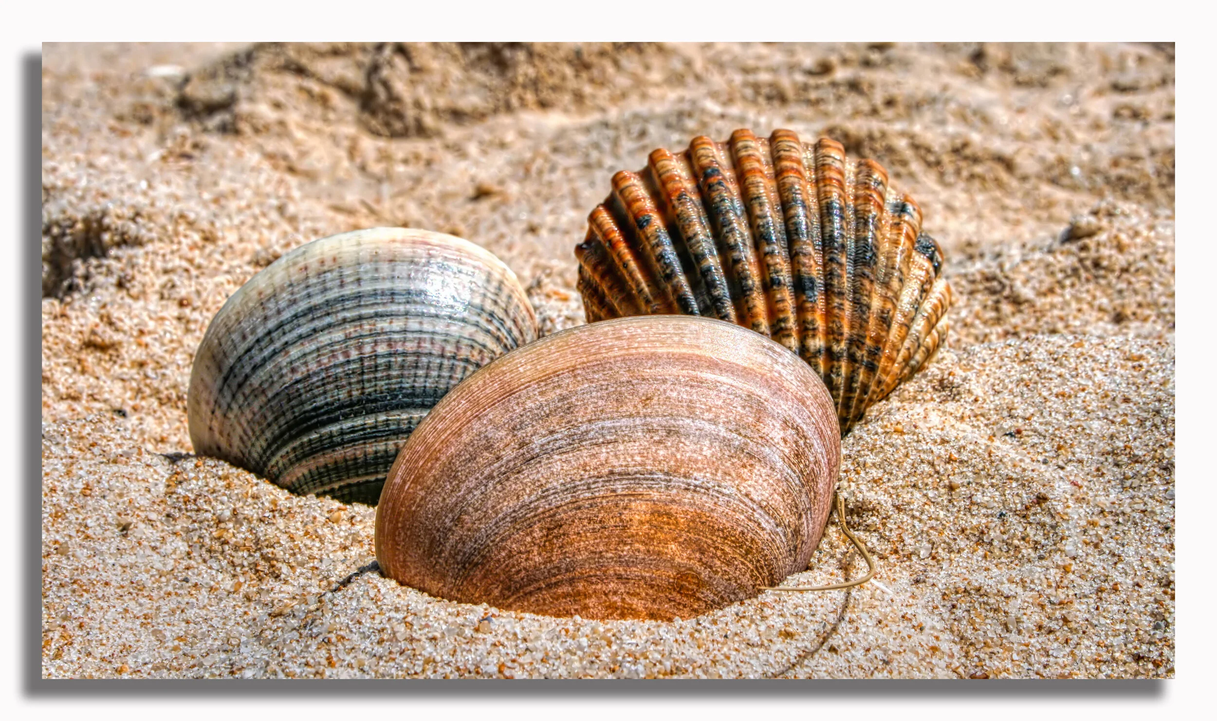 Seashells, Algarve, Portugal